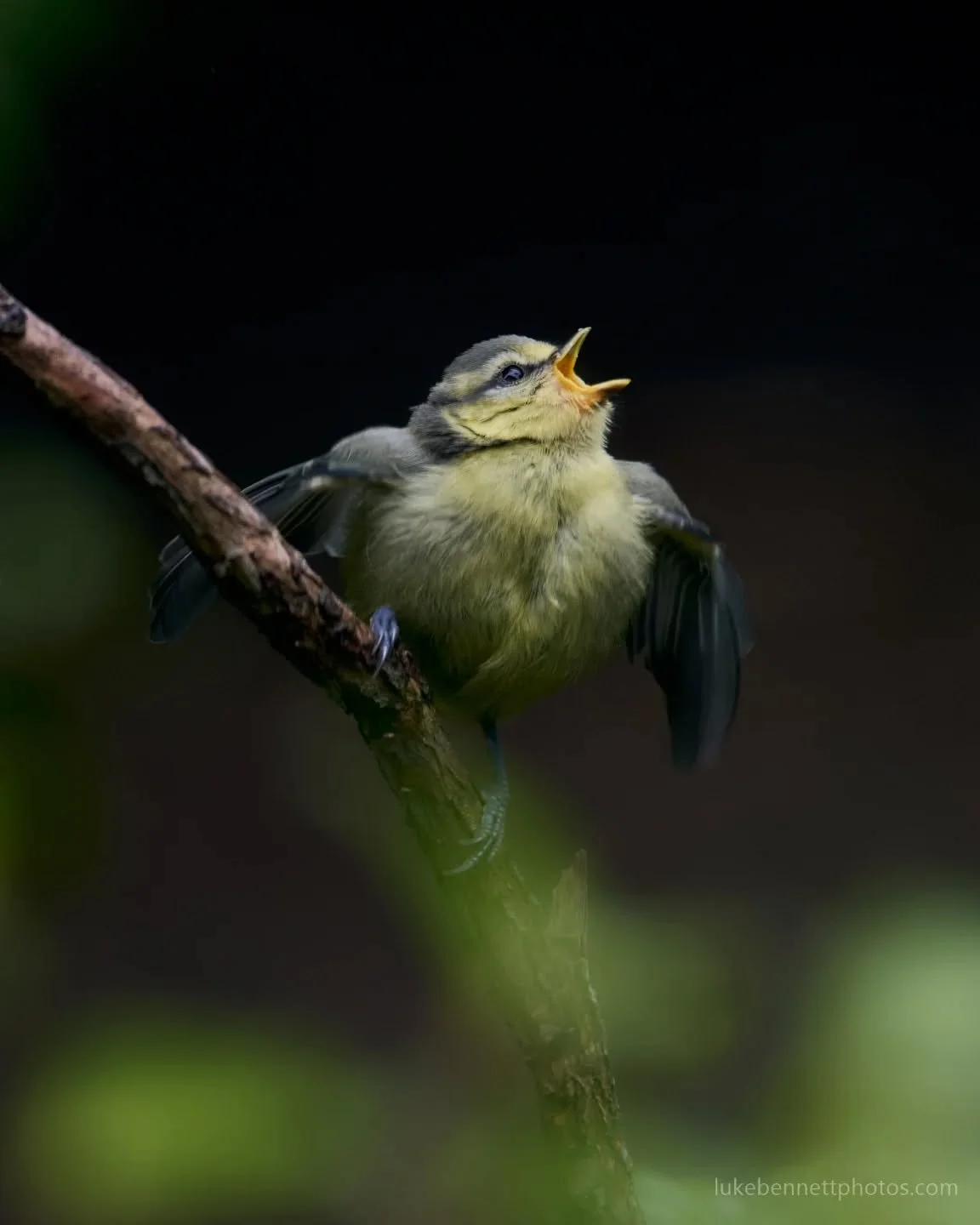 Q: What's cuter than a blue tit? 
A: A blue tit fledgling.

#bluetit #bluetitsofinstagram #birdphotography #birdshot #ukbirdwatching