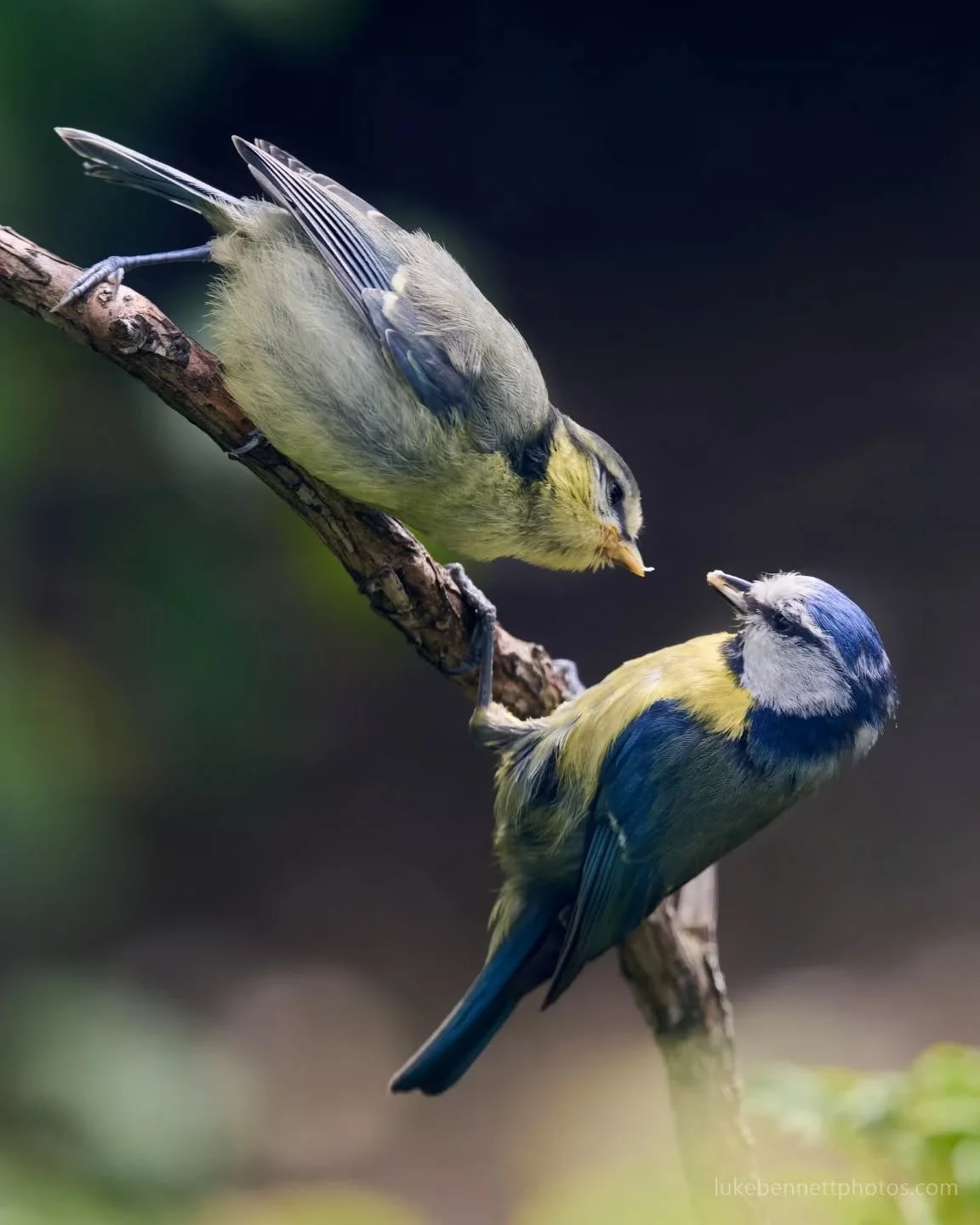 Why aren't they called yellow tits? 🤔

#bluetit #bluetitsofinstagram #Warwickshire #birdshot #ukbirdwatching