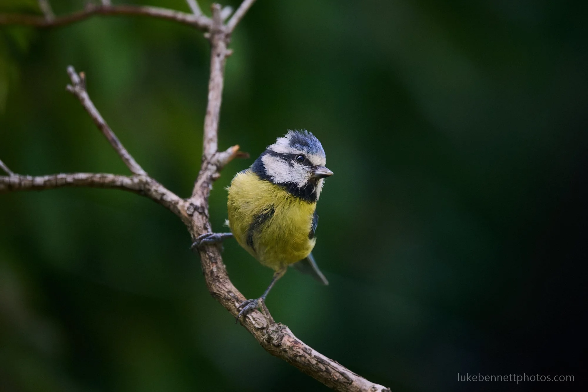  www.lukebennettphotos.com 