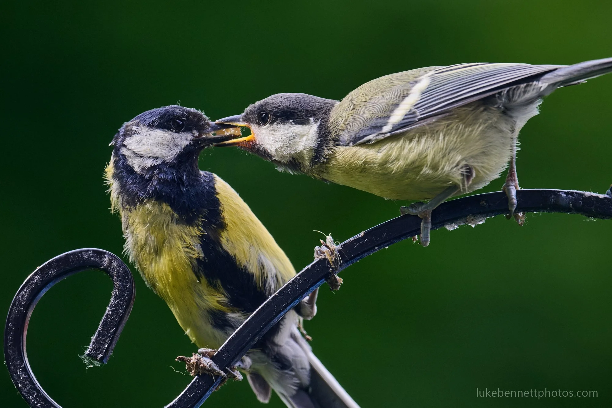  www.lukebennettphotos.com 