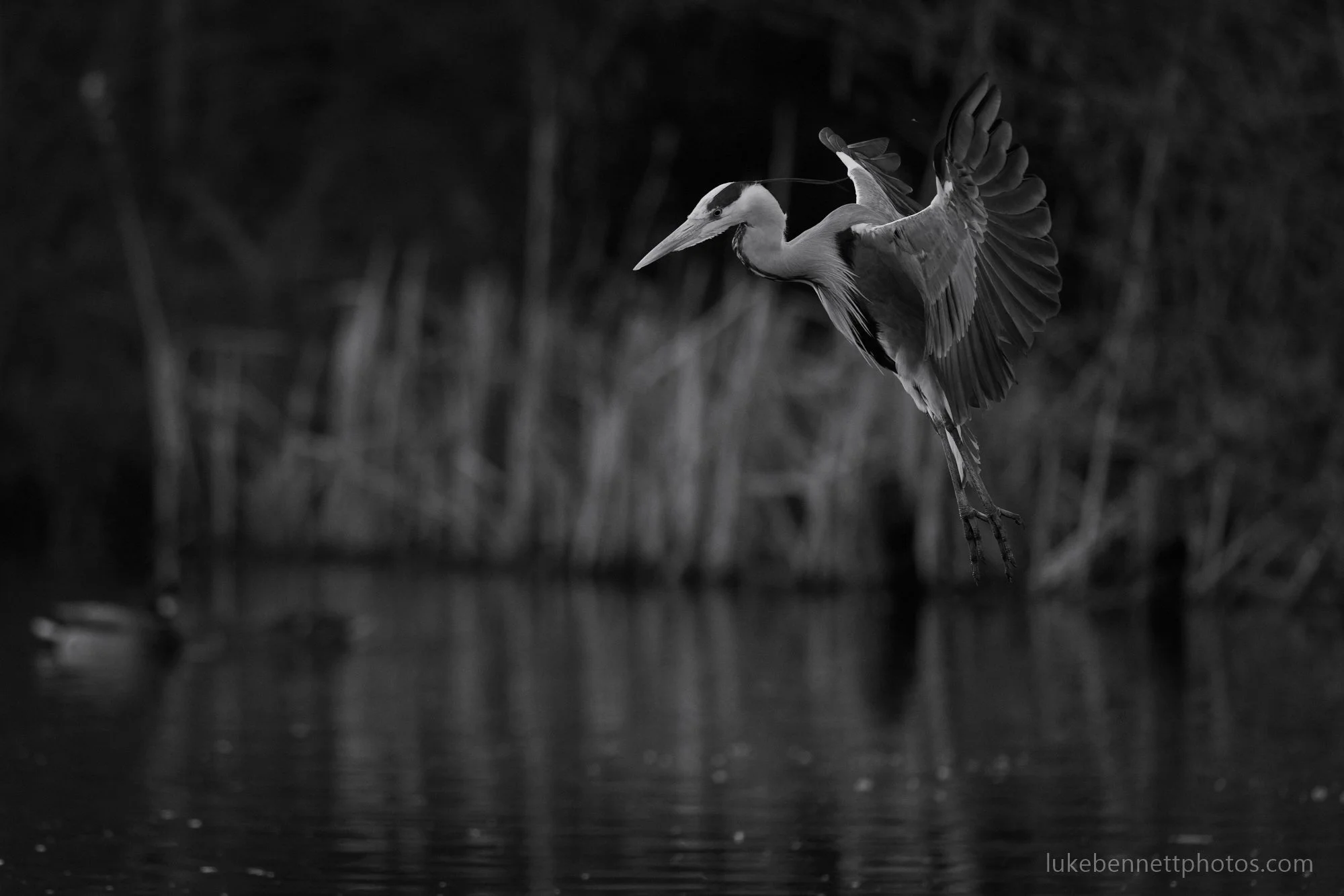 Hovering over the target before moving into a better striking position