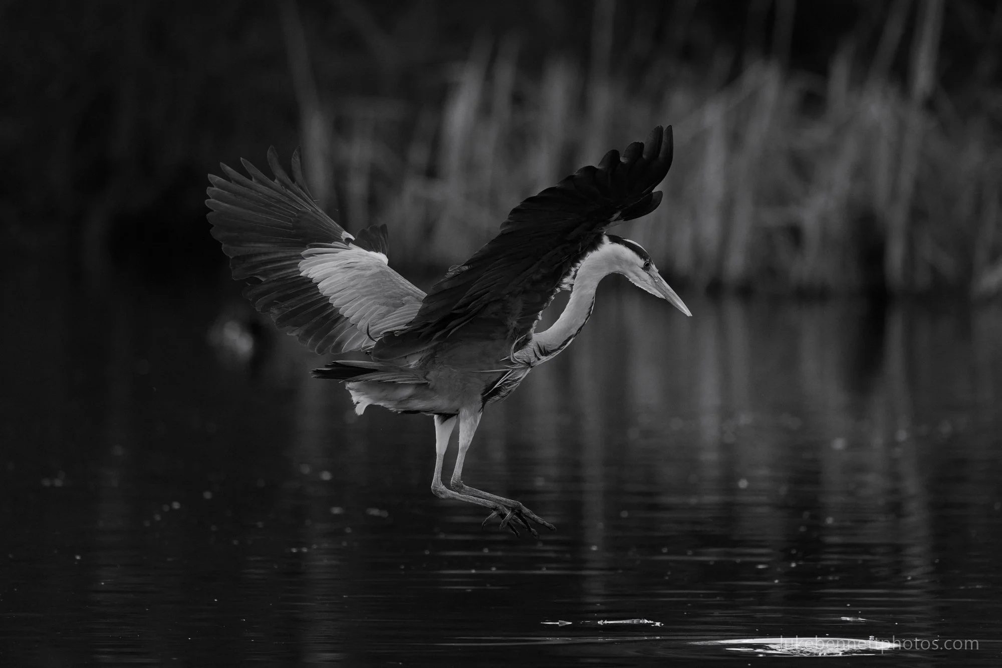 Zoning in on target; ripples on the water surface giving the game away (although herons can see past reflections)