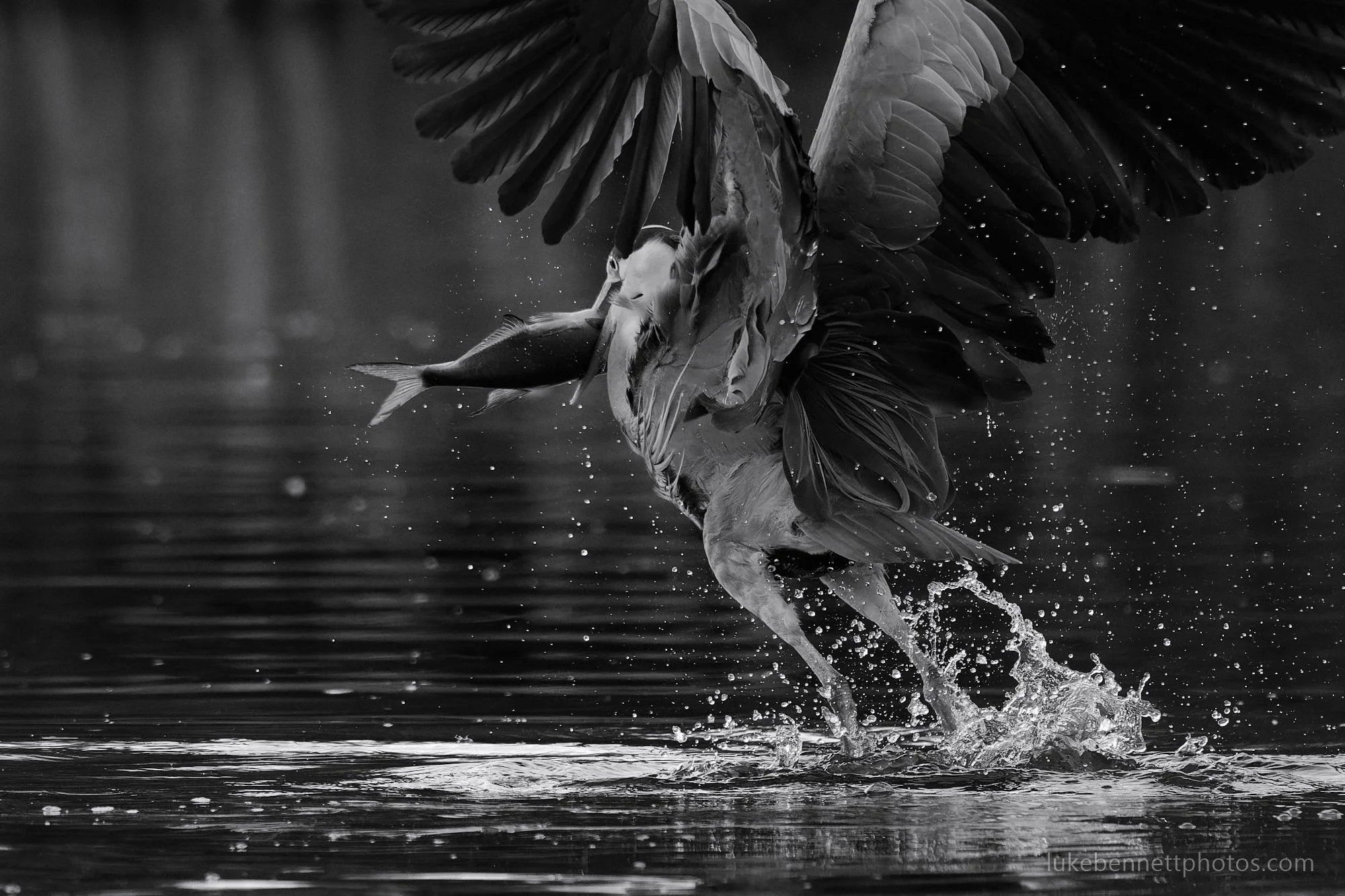 A tighter crop of the previous shot as I'm not sure which I prefer. This one feels more dynamic I think...