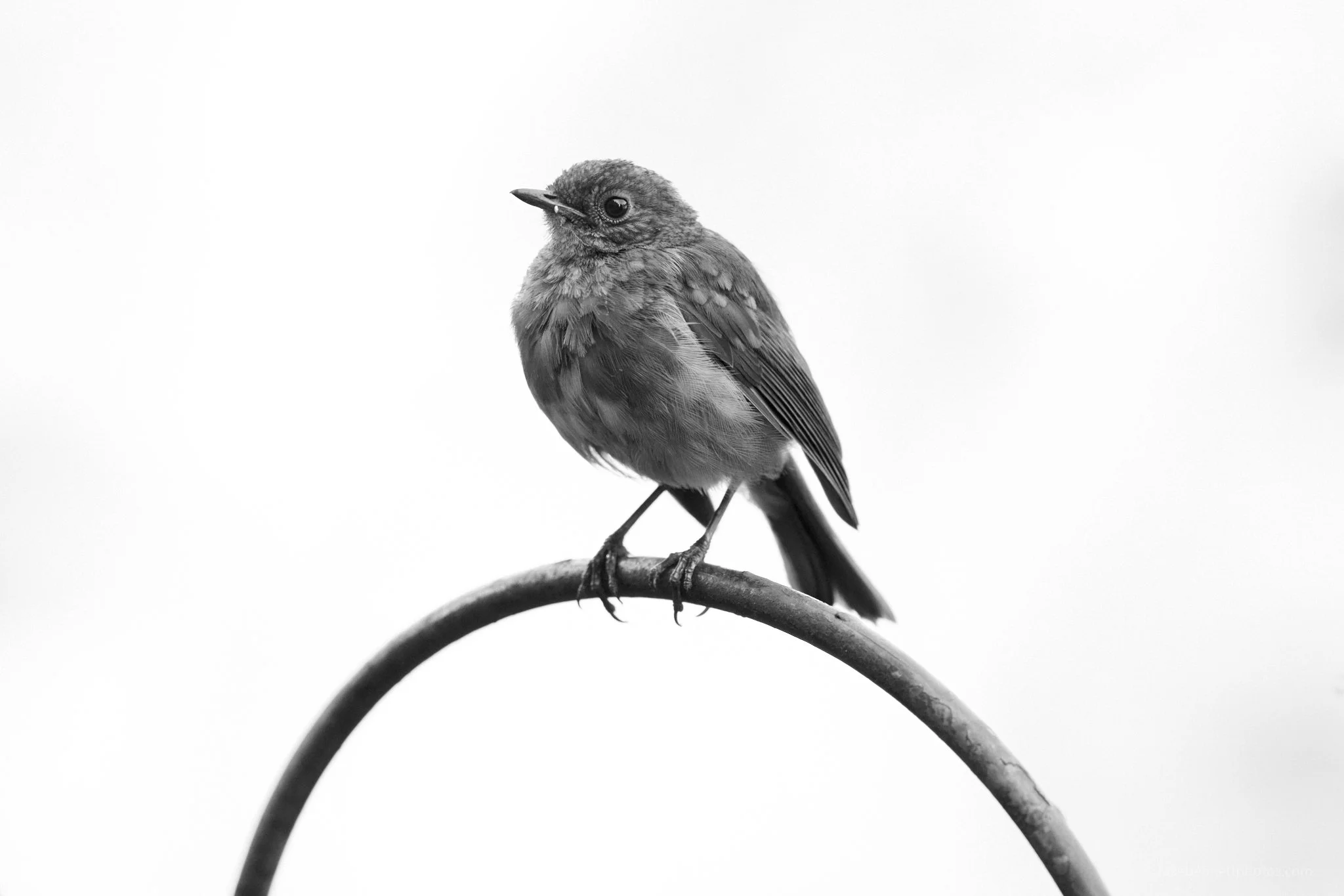  www.lukebennettphotos.com 