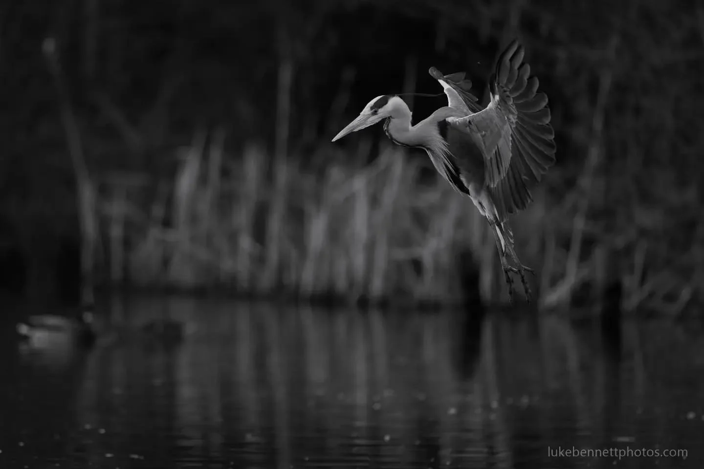 As I&rsquo;m not able to get out much lately, I&rsquo;ve been going back through old photographs and processing them properly. Below is the full sequence of a grey heron successfully hunting and catching a fish at my local lake (- I posted a solitary