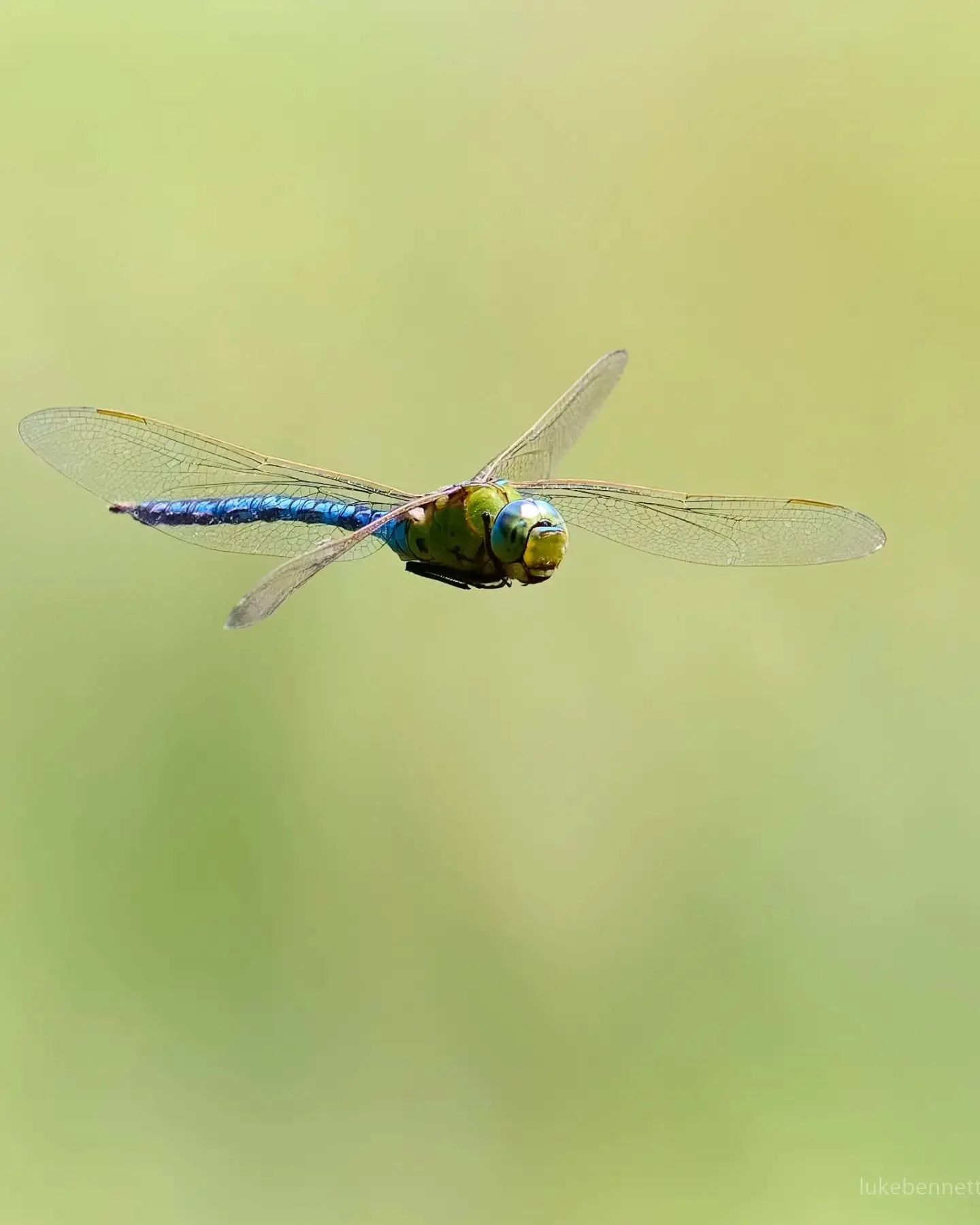 A Blue Emperor, the UK's largest Dragonfly. One of the most efficient predators around with a success rate of up to 97% during hunts.

#dragonflyphotography #blueemperor #insectsinflight #naturephotography #wildlifephotography