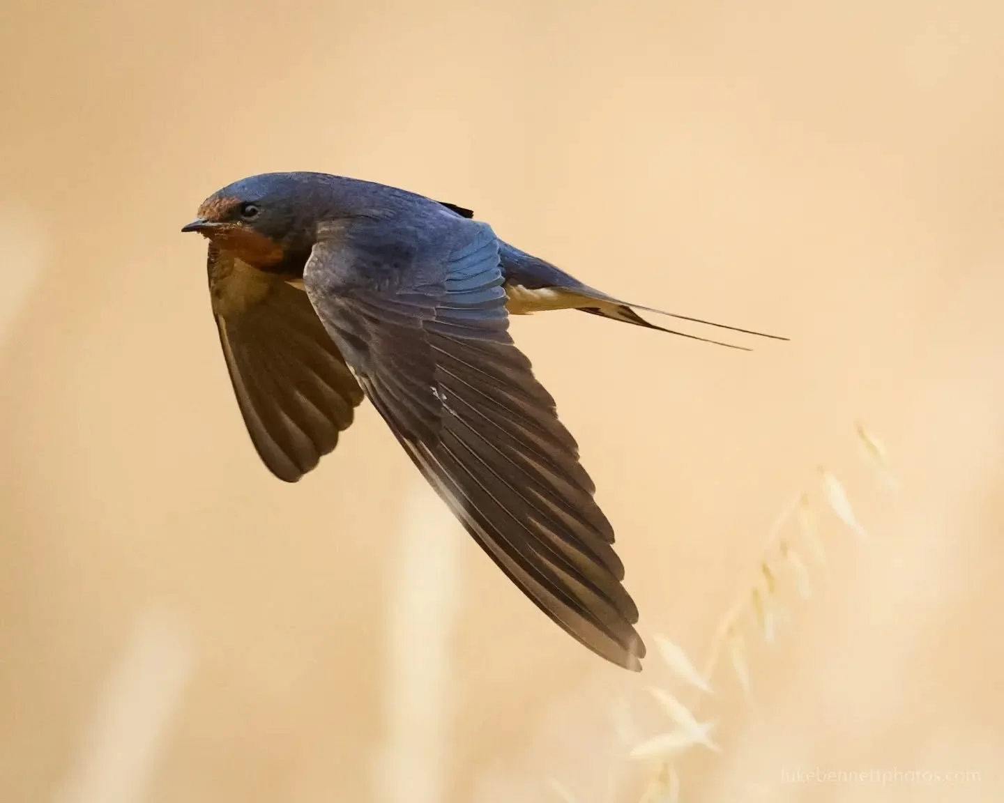 Fly by 📸

#swallow #birds_in_flight #birdsofinstagram #birdsofbritain #birdlovers