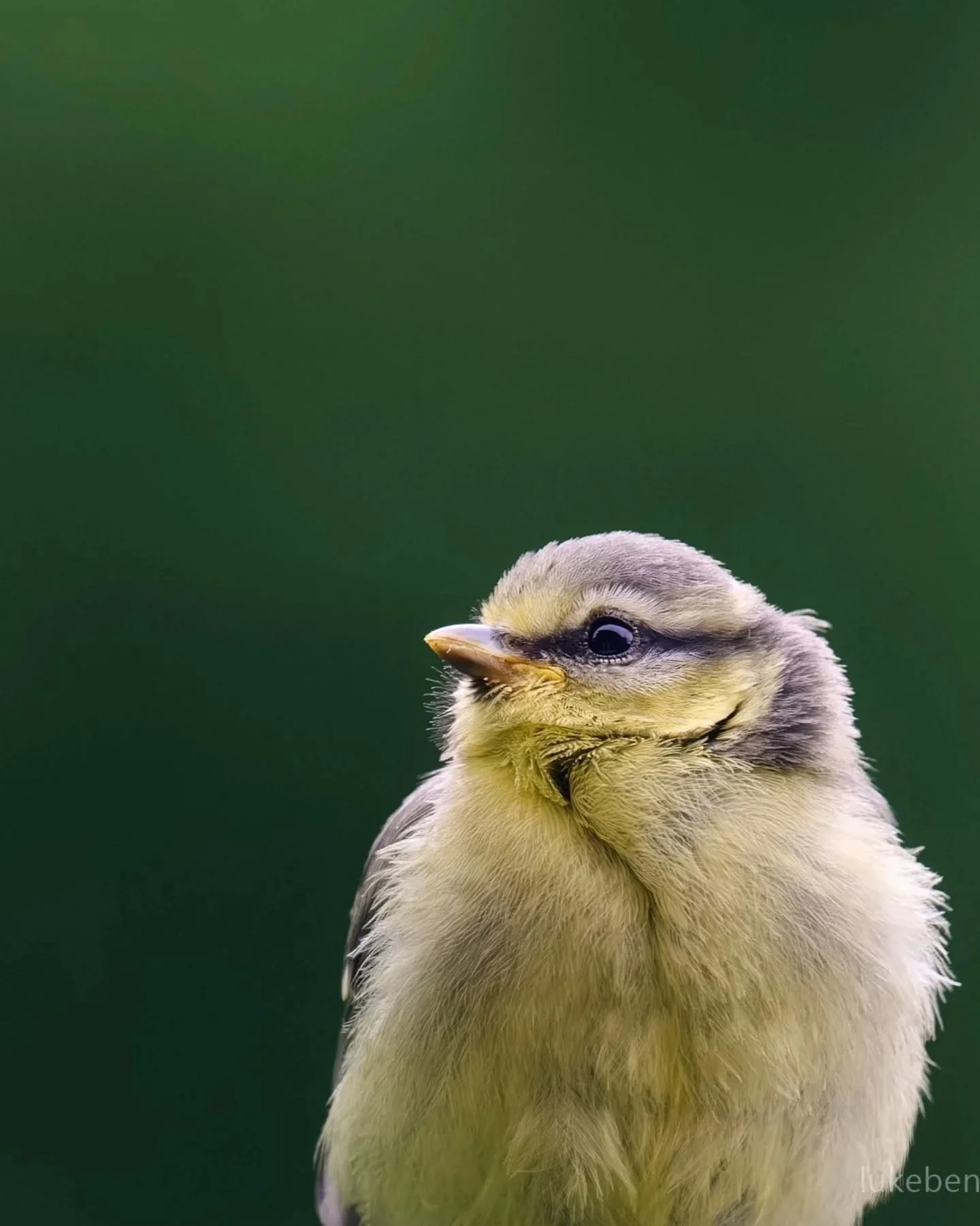 I got bored of posting one by one. These are some of the regular visitors to my bird feeder by my living room window. I'd die for each and every one of them.

#cutebirds #gardenbirdsuk #Warwickshire #wildbritain #ukbirds