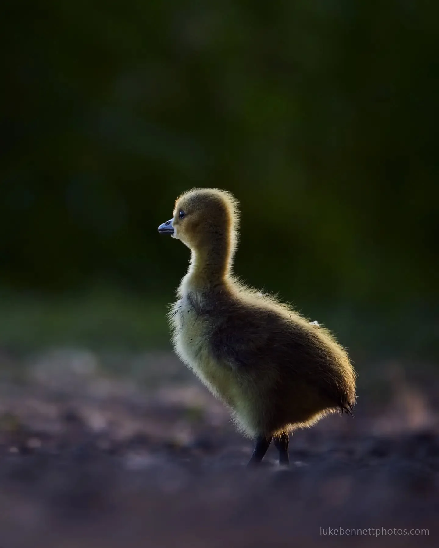 An extremely ferocious and intimidating animal, the gosling overpowers its prey through fluffy posturing, gentle honking, and a lethal gummy bite.

#animalfacts #cutebirds #gosling #ukbirds #waterfowl