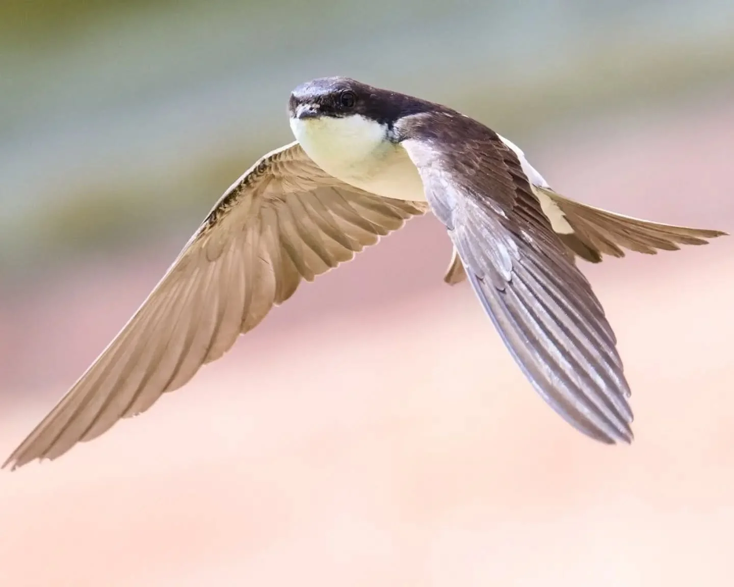 Swallow, swift, or house martin? 

House martin!

#housemartin #swallow #swift #birds_in_flight #birdphotography