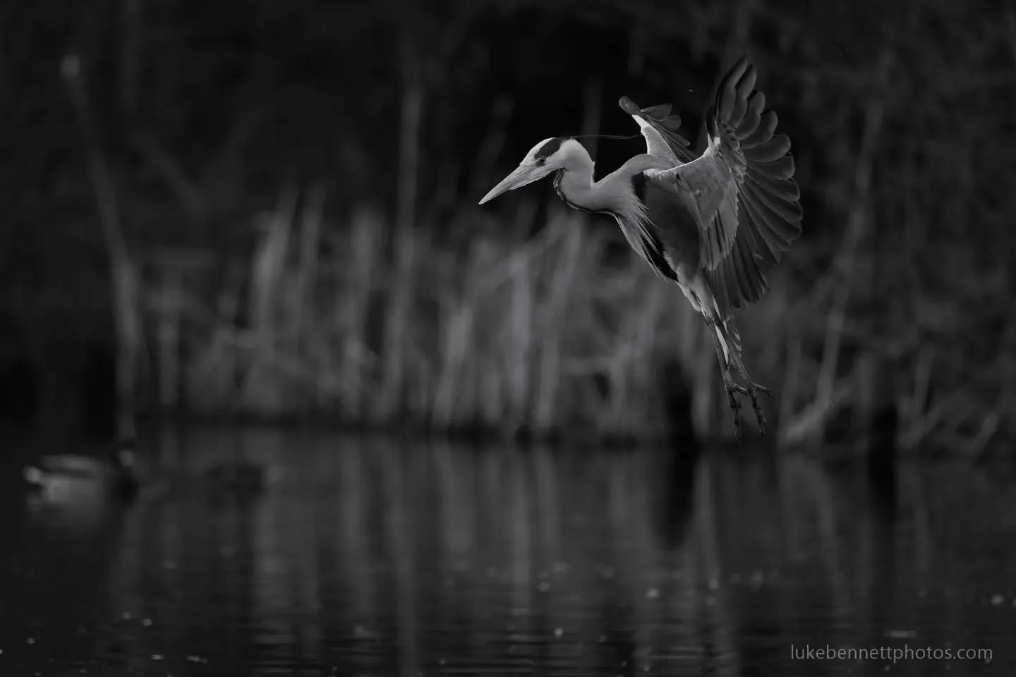 As I&rsquo;m not able to get out much lately, I&rsquo;ve been going back through old photographs and processing them properly. Below is the full sequence of a grey heron successfully hunting and catching a fish at my local lake (- I posted a solitary