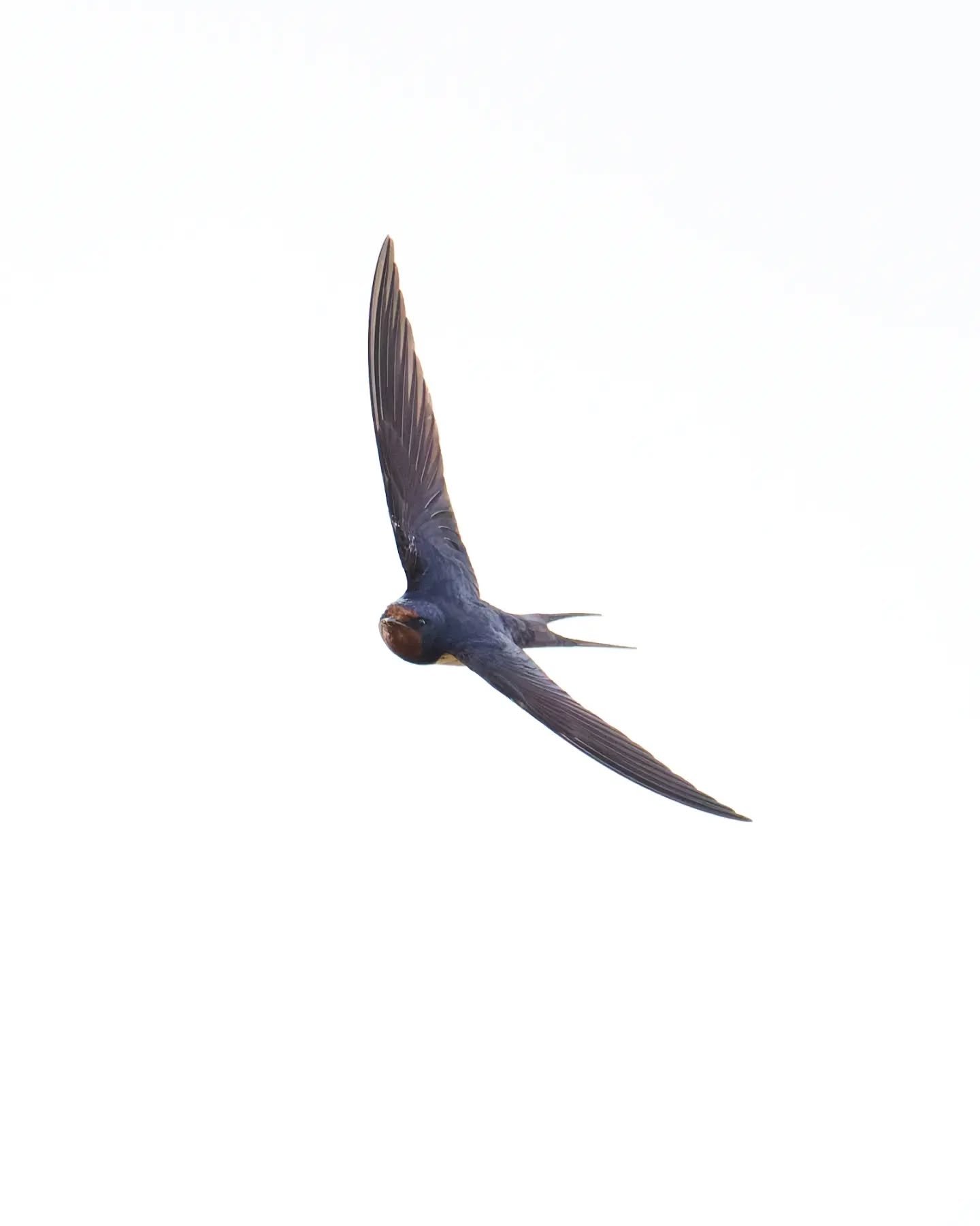 If you want a photography challenge, try photographing swallows while they're hunting. They're definitely up there with the trickier subjects, but there are tactics that help slightly increase the chances of a keeper or two. Limiting the range of you