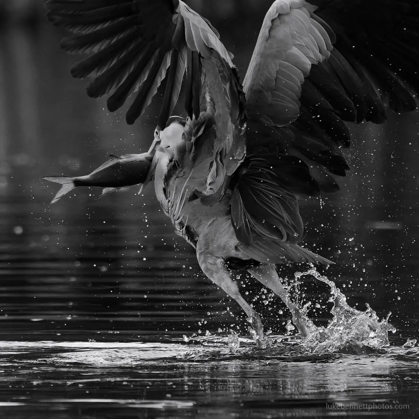 There's something fishy going on here...

#heron #heroninflight #heronhunting #wildlifeaction #wildlife_perfection