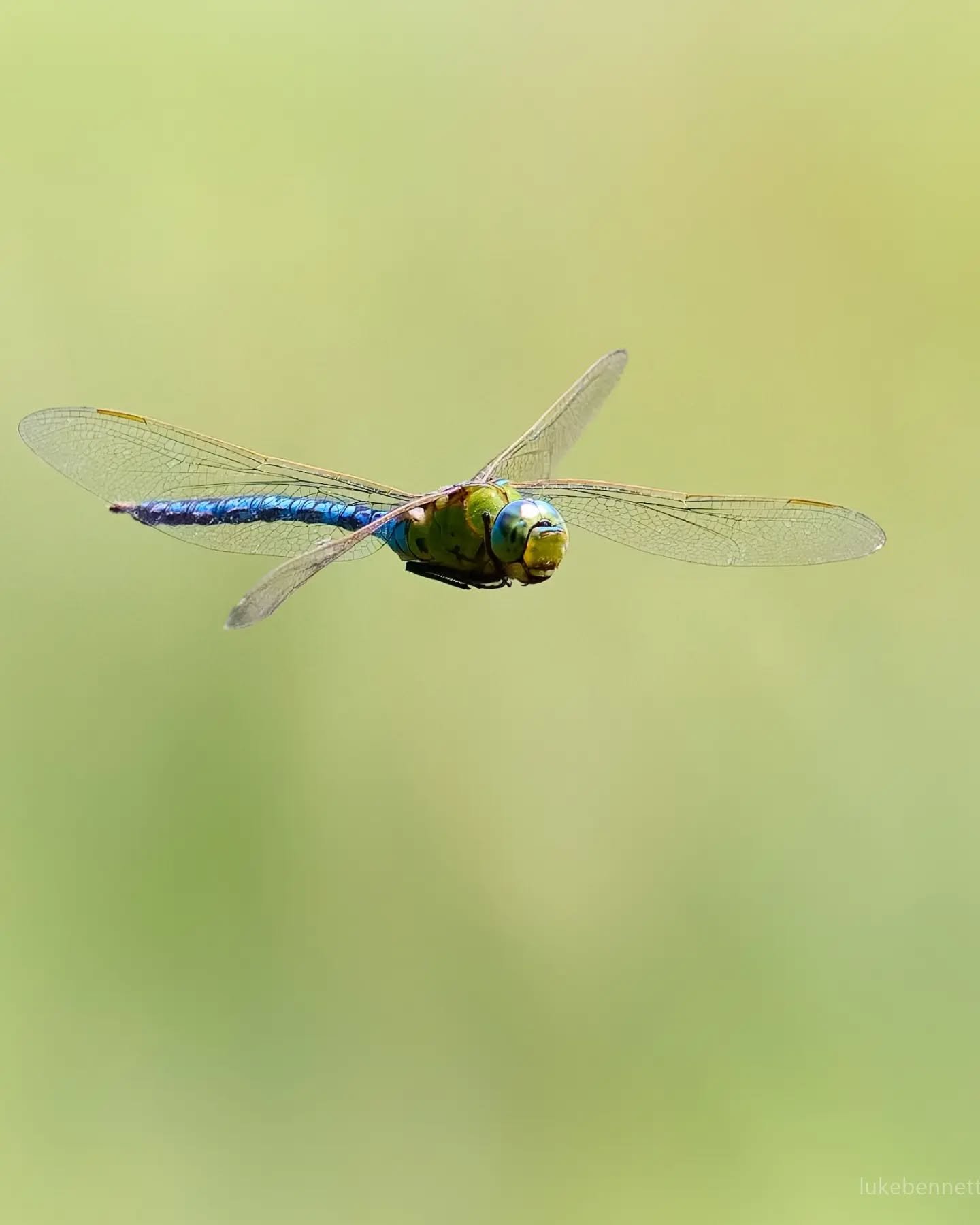 A Blue Emperor, the UK's largest Dragonfly. One of the most efficient predators around with a success rate of up to 97% during hunts.

#dragonflyphotography #blueemperor #insectsinflight #naturephotography #wildlifephotography