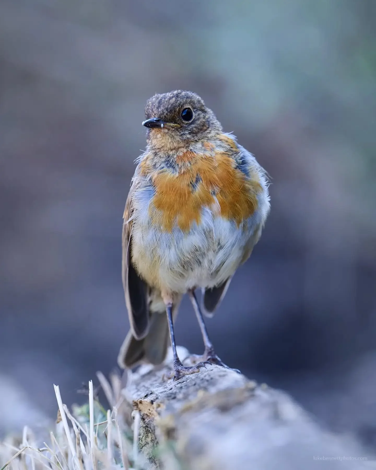 A fledgling friendship. 

#robin #fledgling #birdphotography #warwickshire #uk_wildlife_images