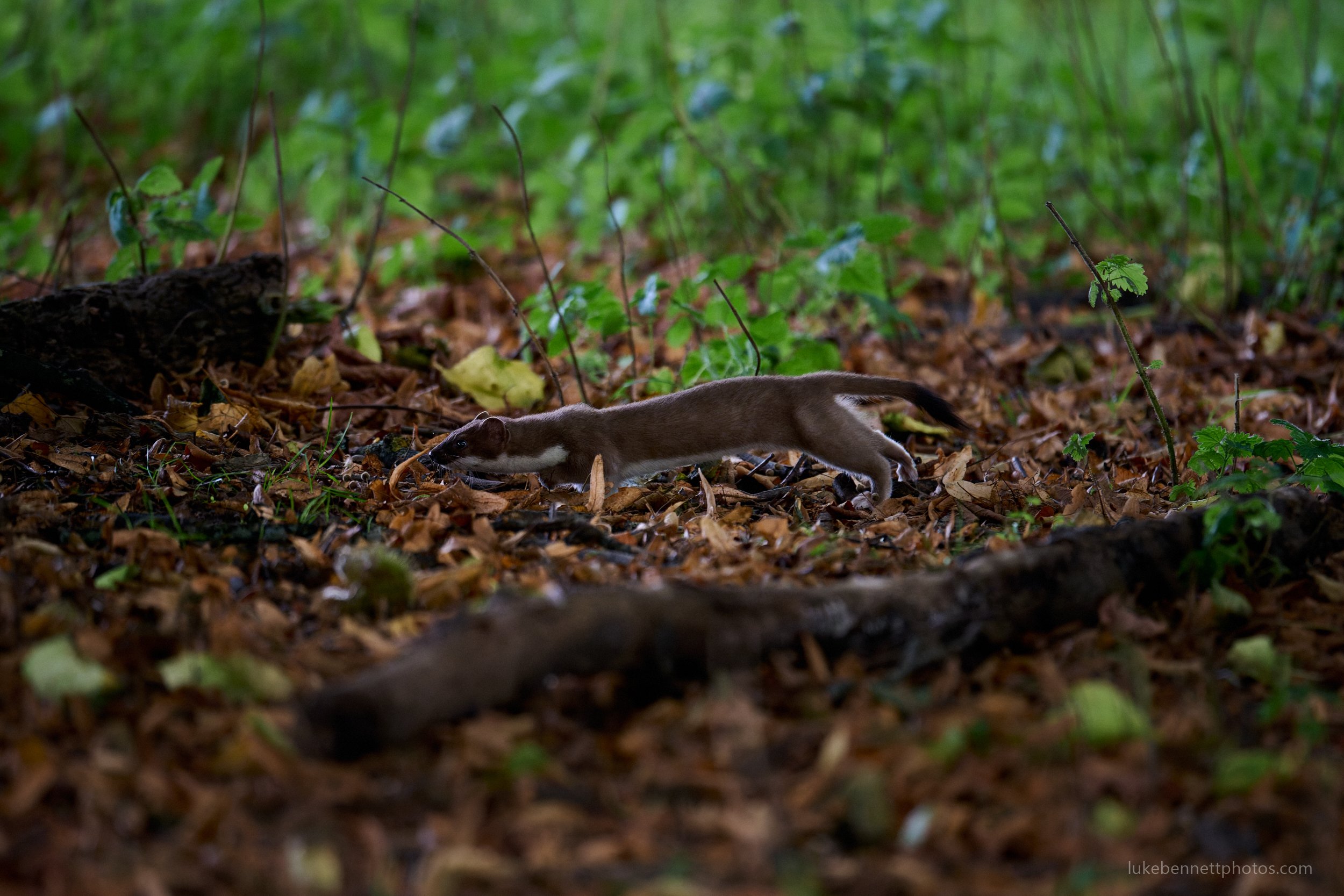  www.lukebennettphotos.com 