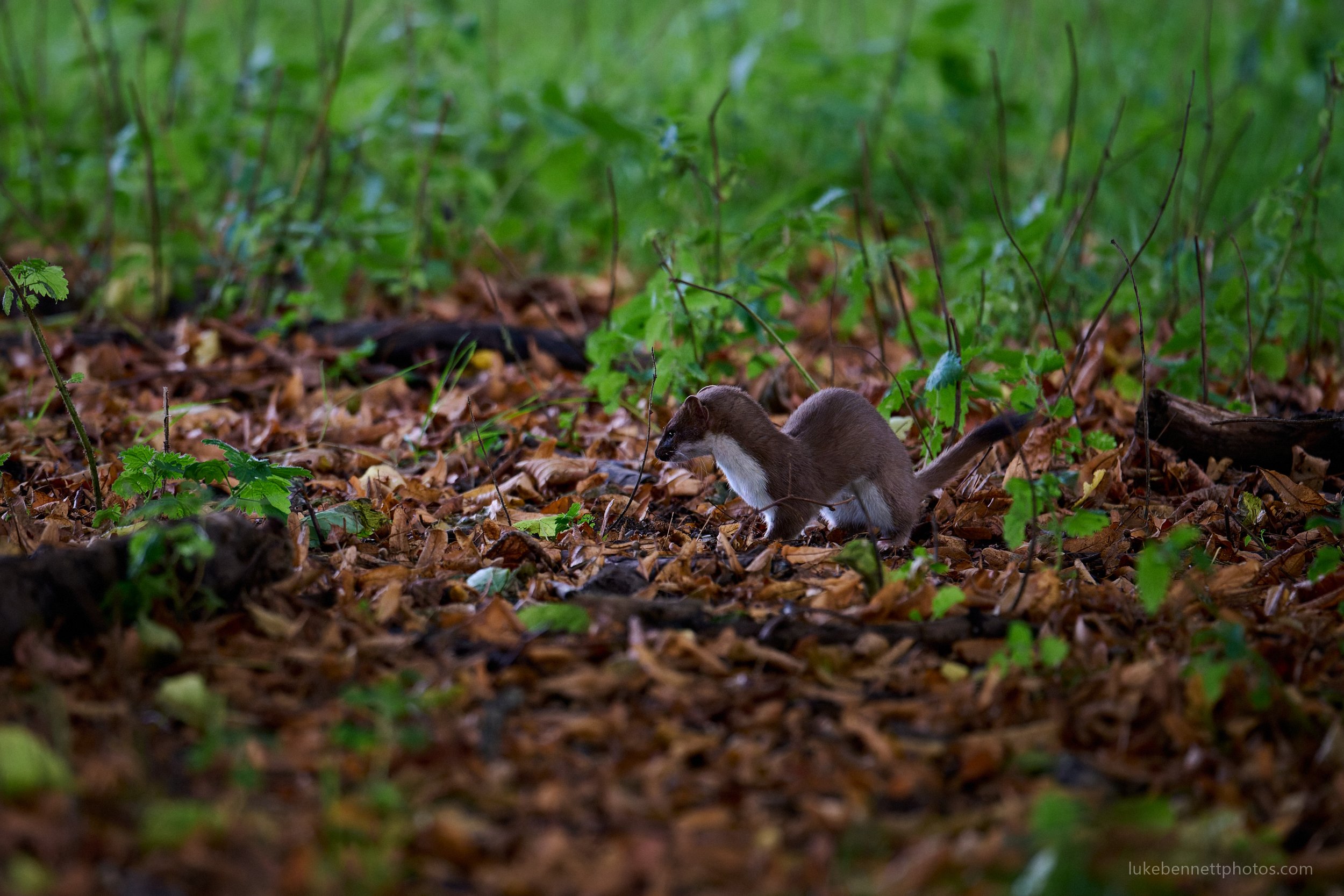  www.lukebennettphotos.com 
