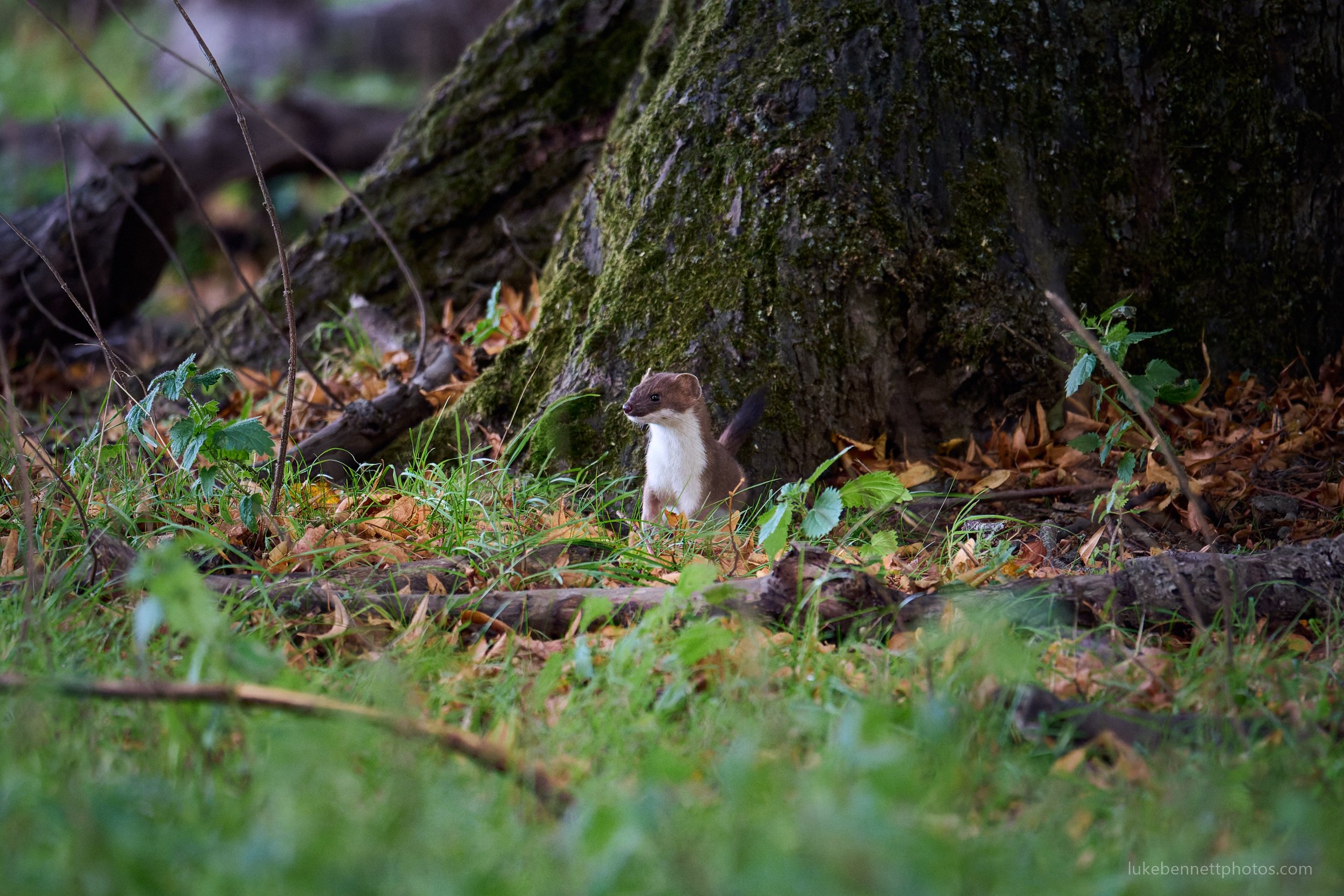  www.lukebennettphotos.com 