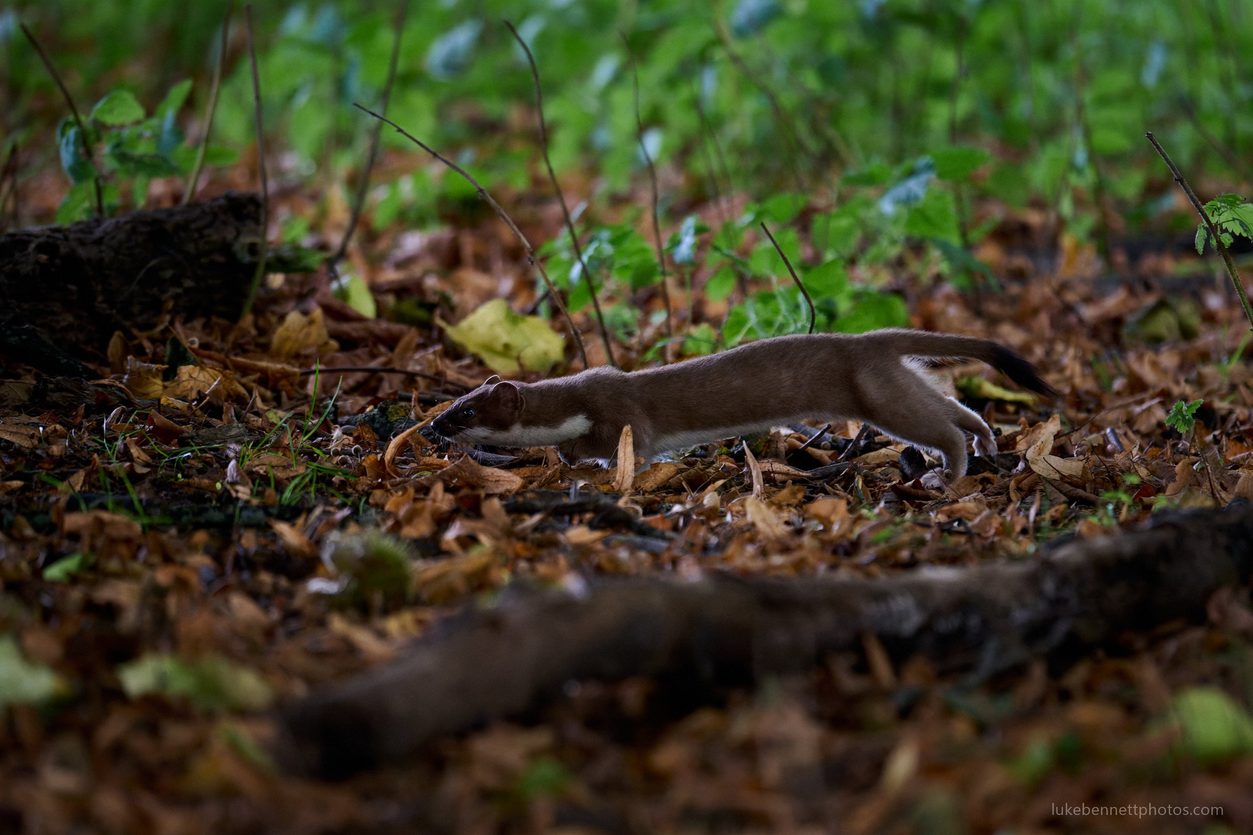  www.lukebennettphotos.com 