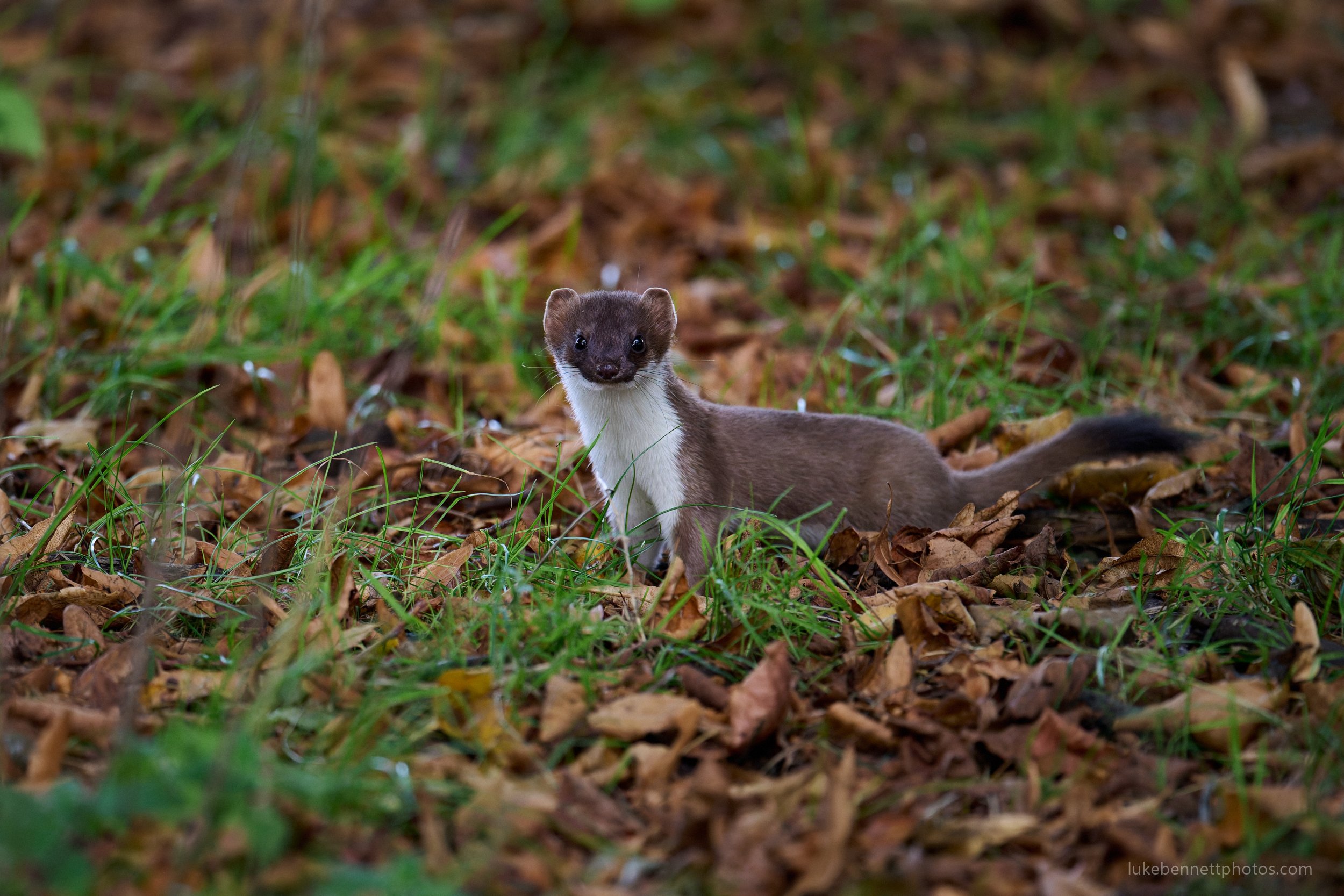  www.lukebennettphotos.com 