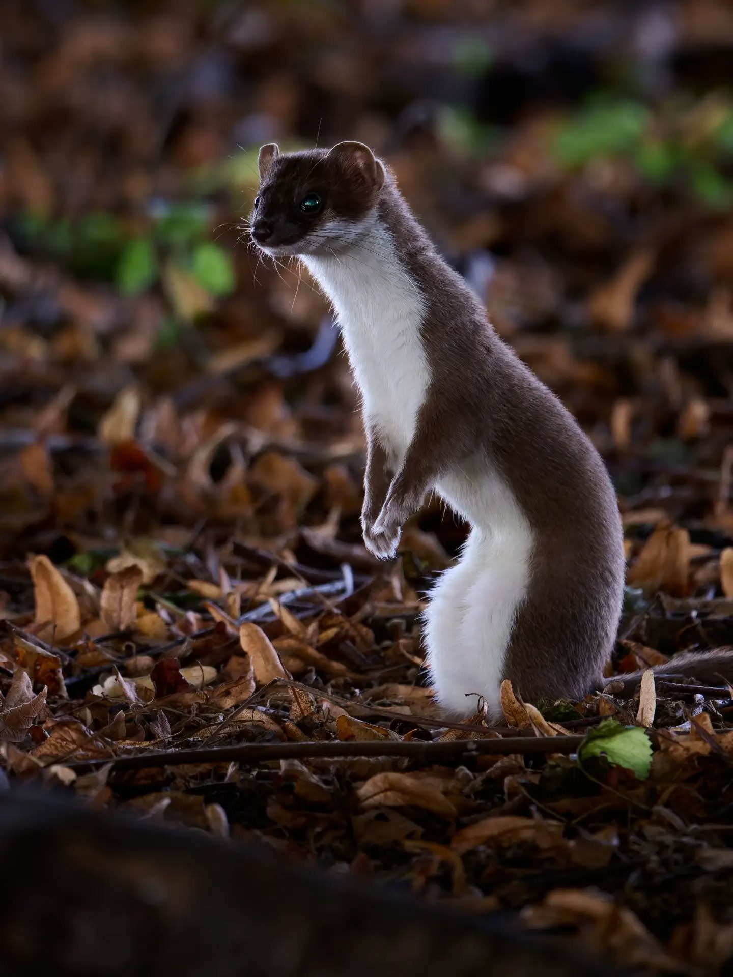 That time I saw a stoat @charlecotepark 

Completely unexpected, my first time properly seeing a stoat up close, a brilliant boost to my day. Nature is the best thing.

#stoat #stoatsofinstagram #uknature #wildbritain #stoatymcstoatface