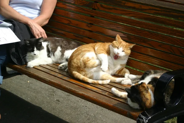 Feral cat colony, Parliament building