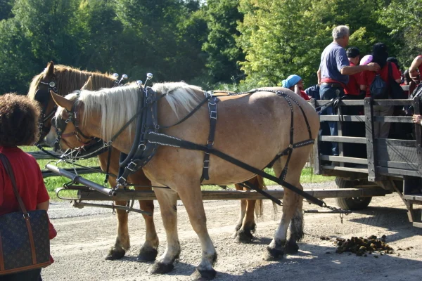 Transport to the Sugar Shack