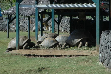CATAinMauritius 056.jpg
