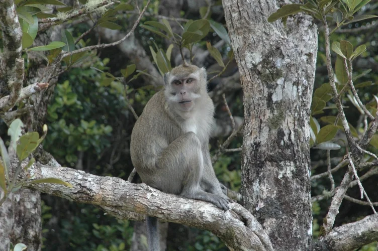 CATAinMauritius 161.jpg