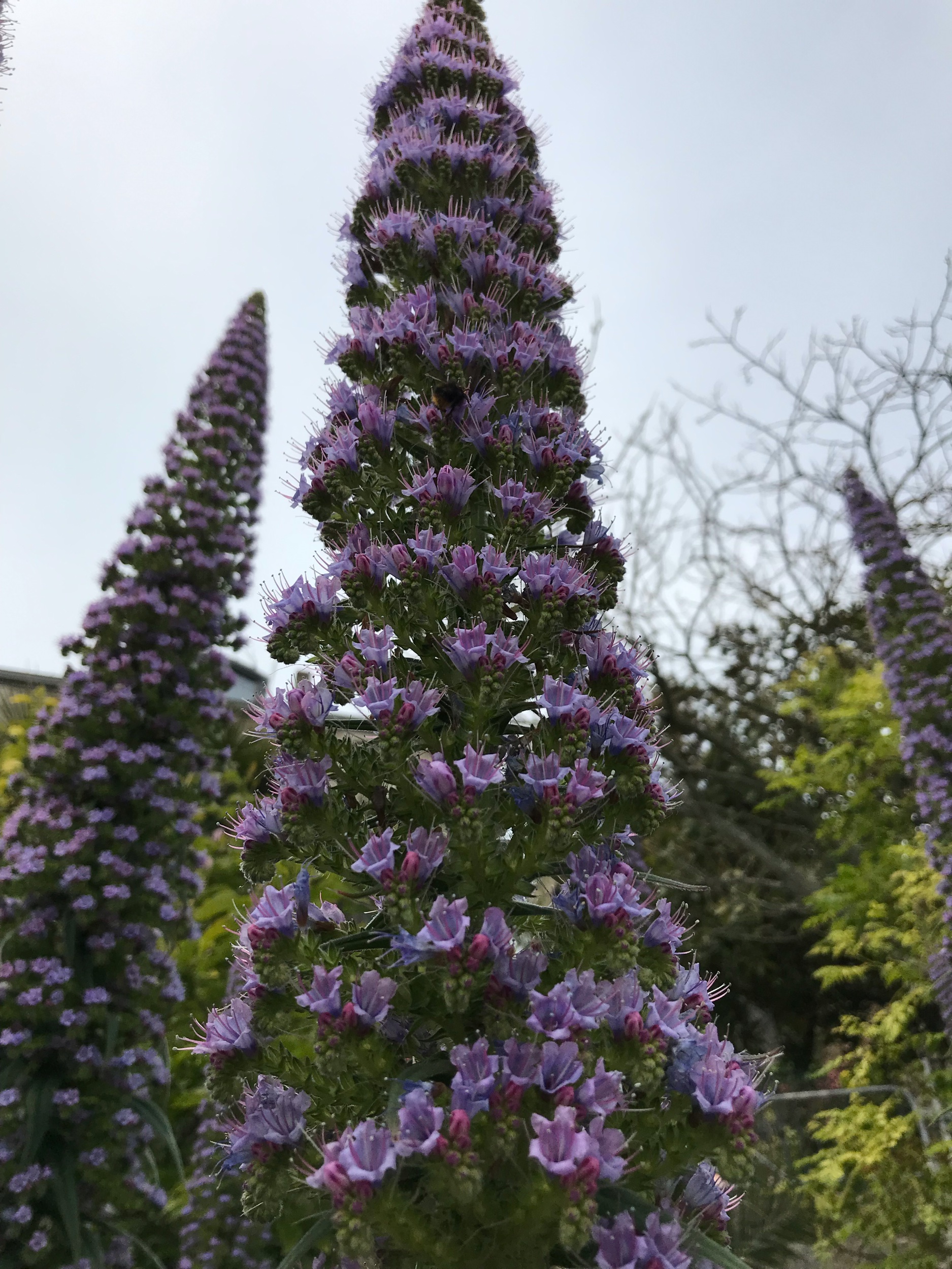 Quelqu’un pour identifier cette plante ?