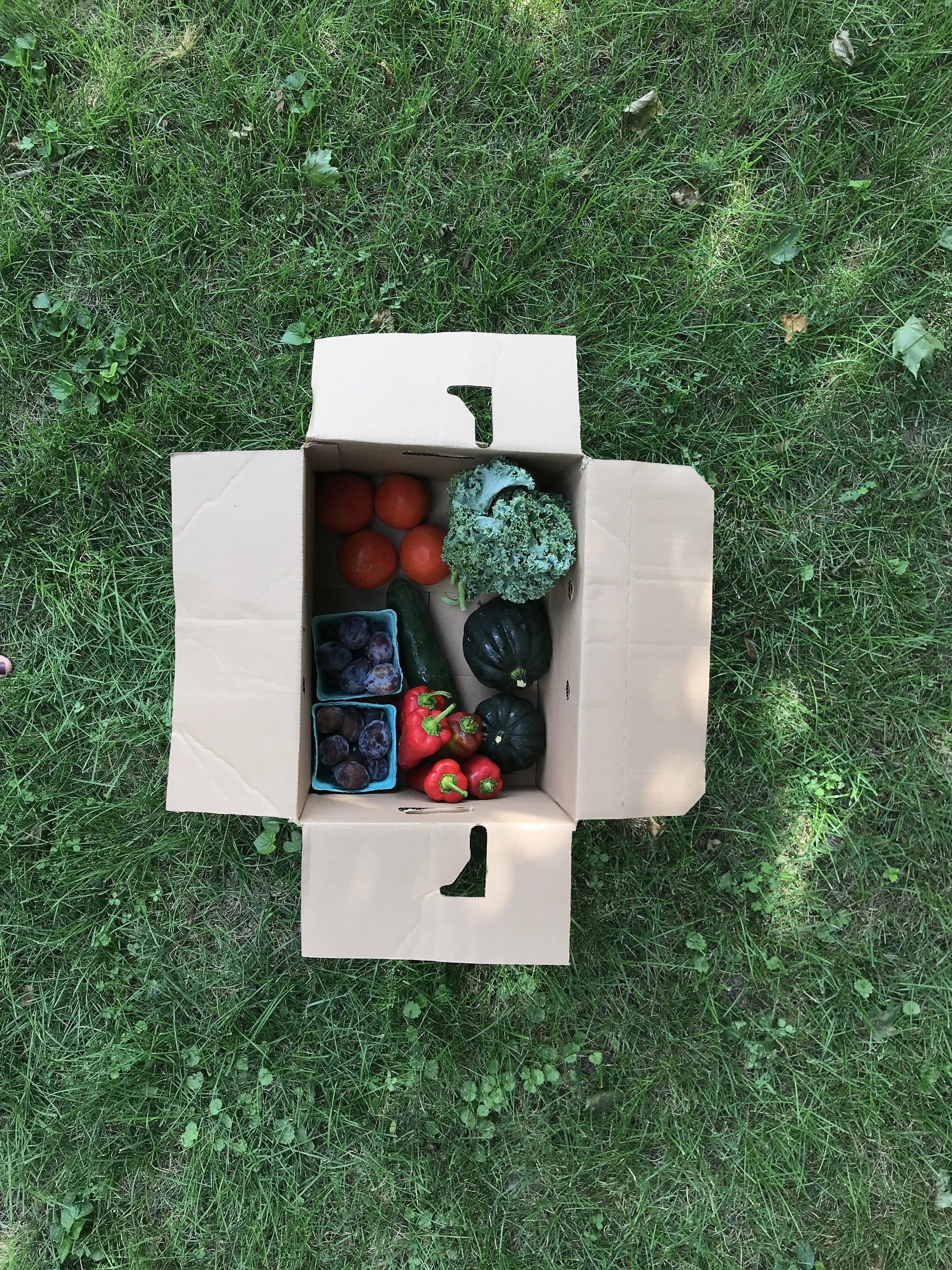 Produce Storage Printable