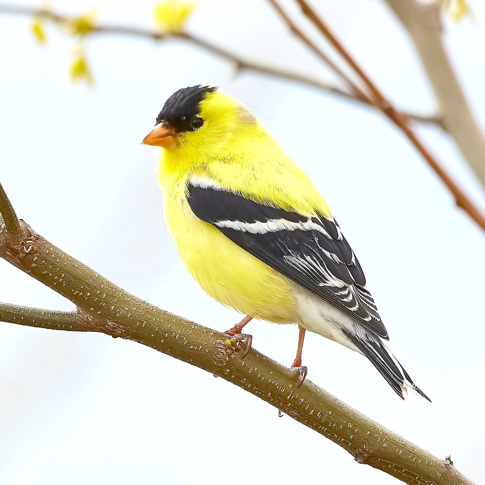 Friday Five (March 27th)