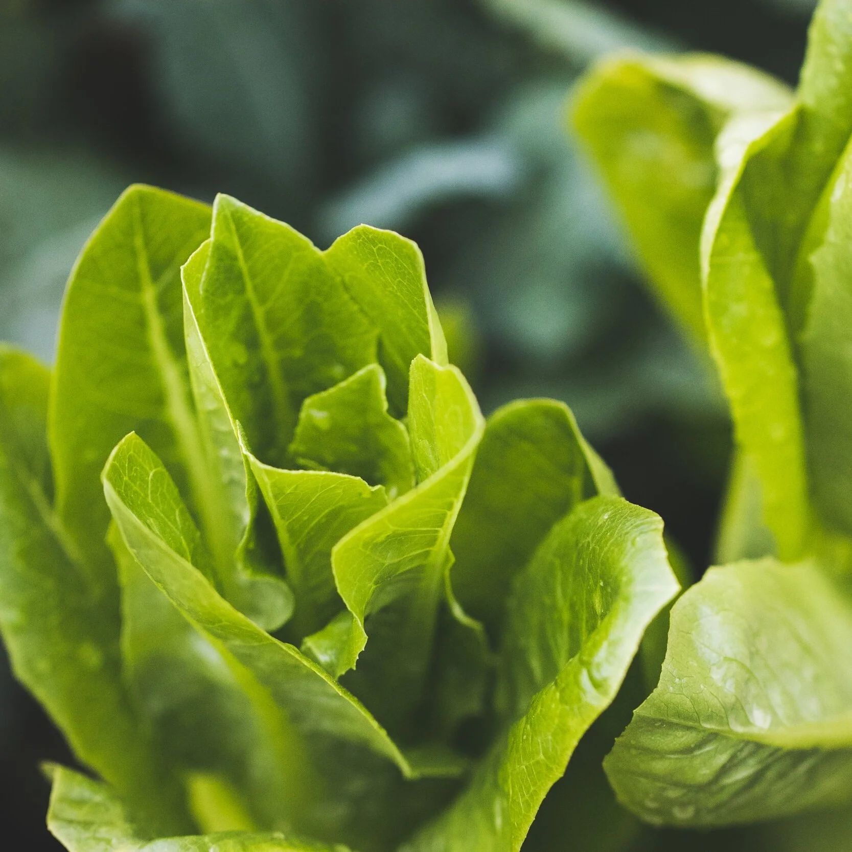 Friday Five (June 19th)