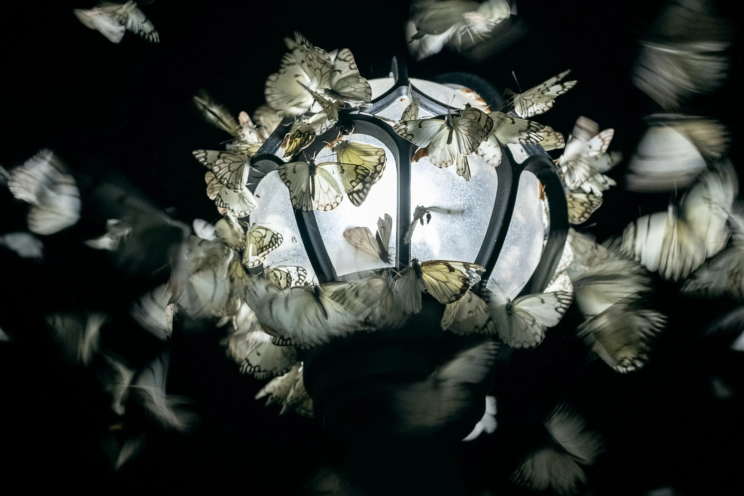 _DSF0224 Fjärilar01_web50.jpg