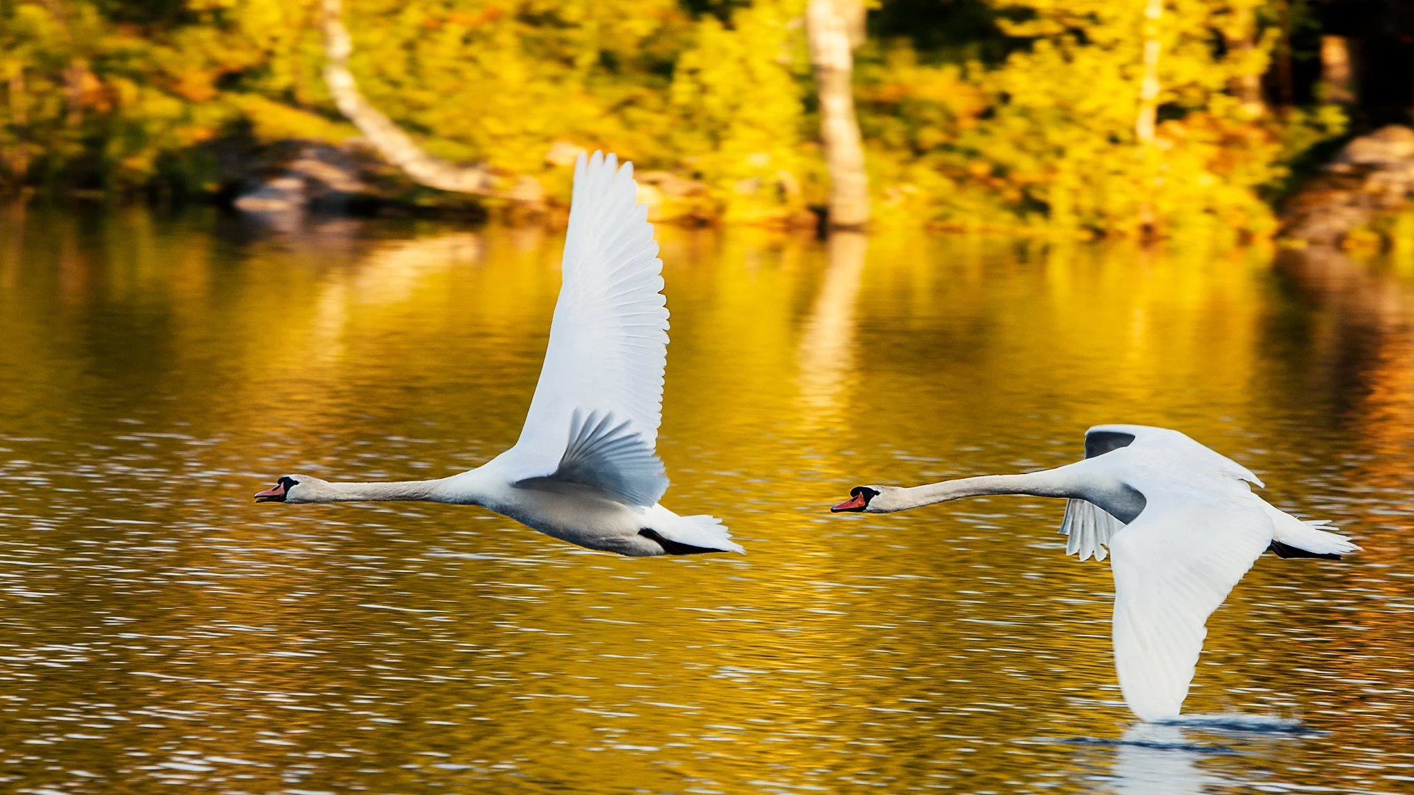 _MG_3342 Svanar_01.jpg