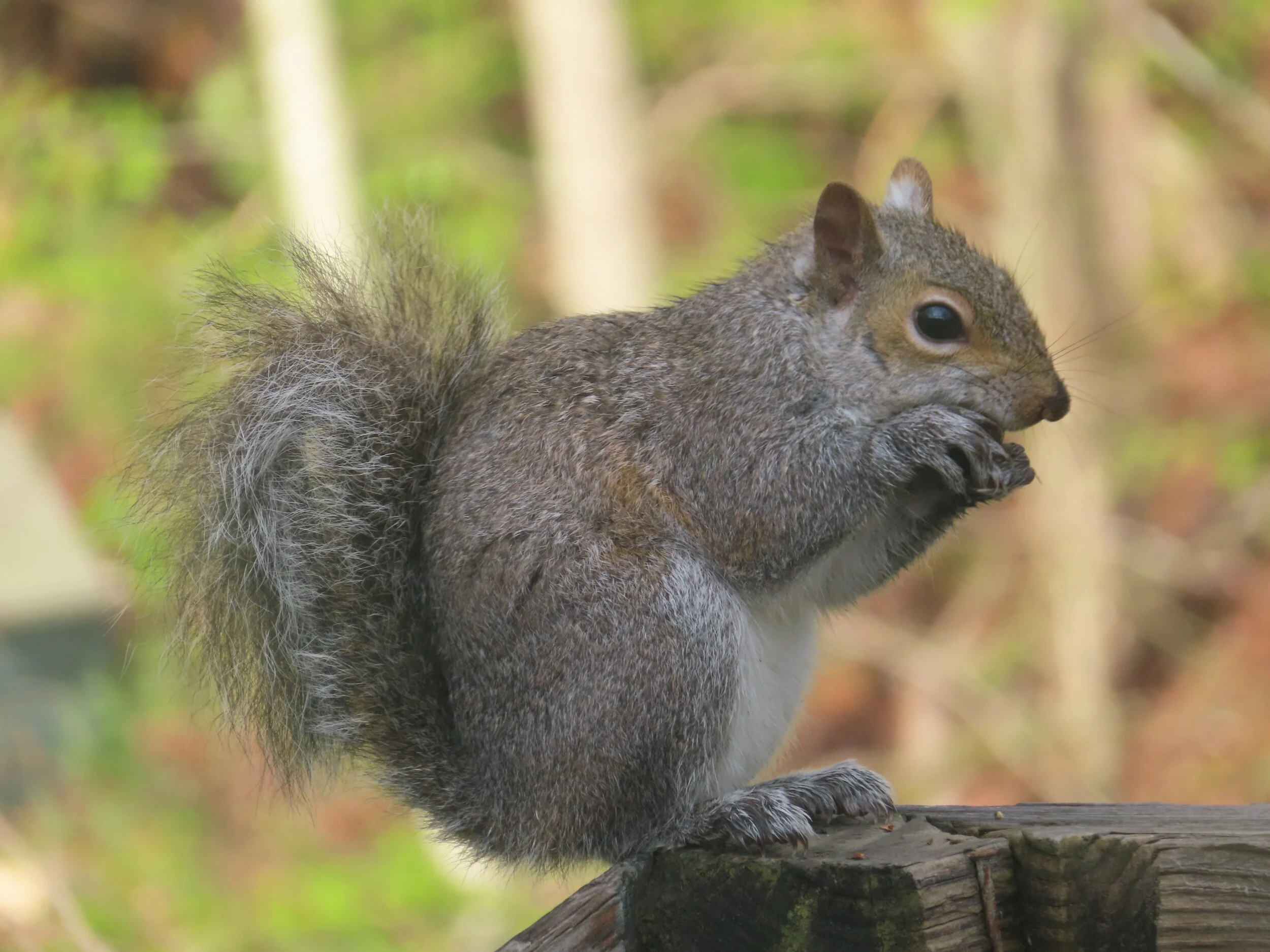 2020-04-07 05.50.51.jpg