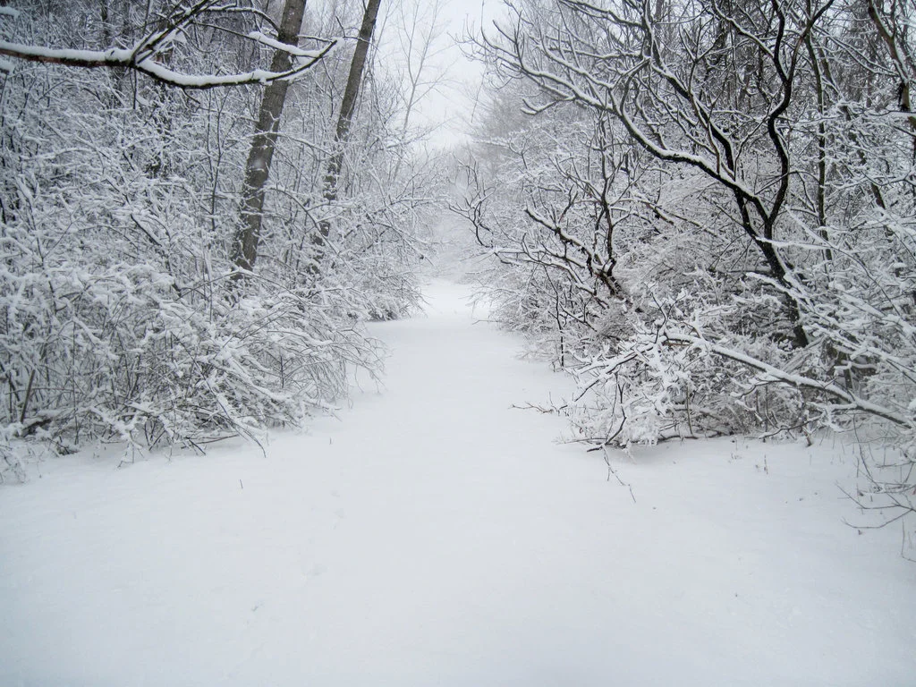 SNOWforest_path_in_winter_9_by_martut-d4rgx72