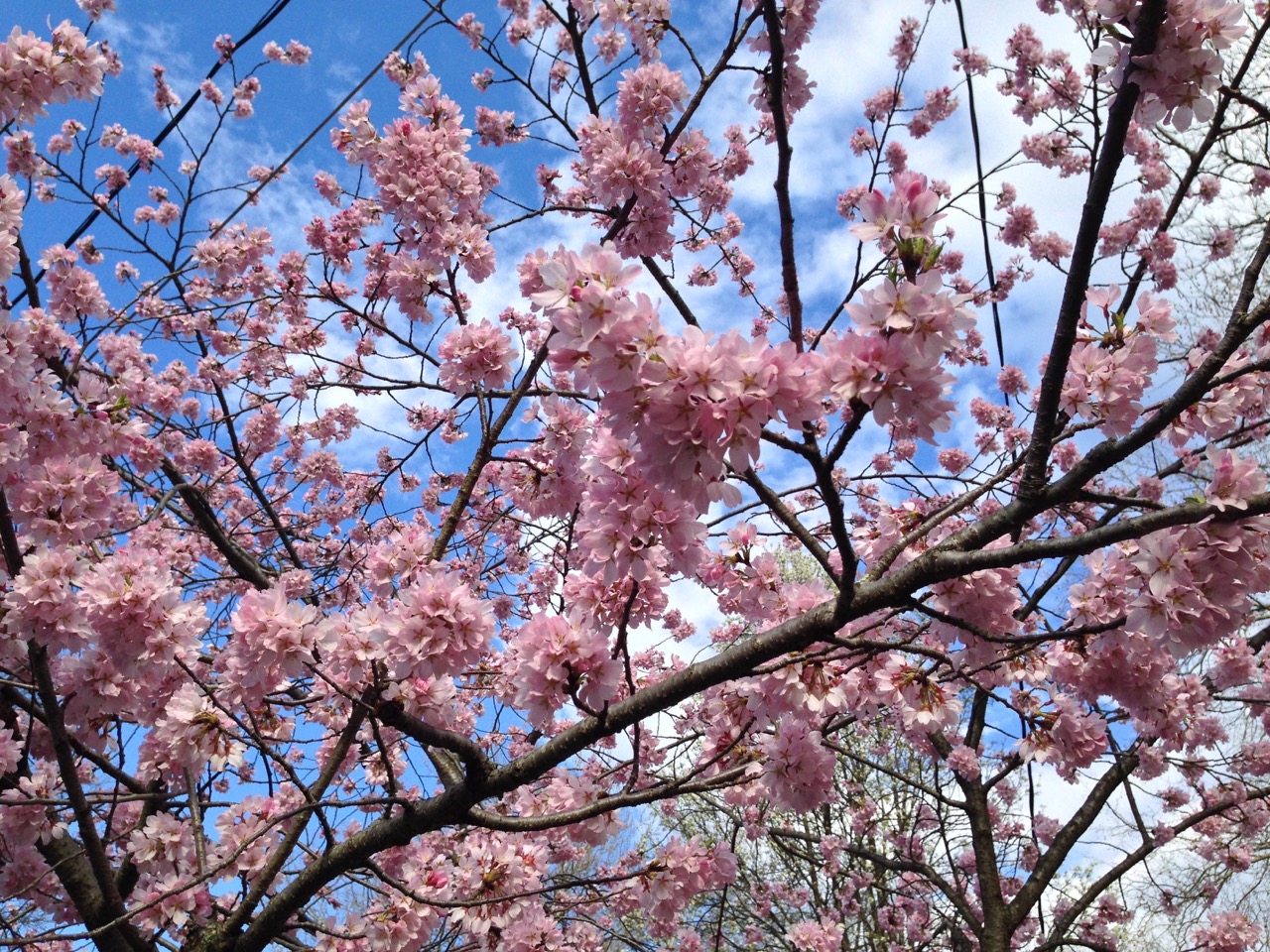 Spring 2016b