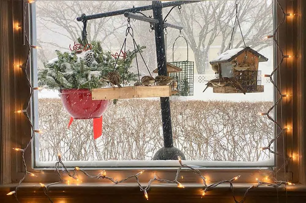 ChristmasBirds-2018-1000.jpg