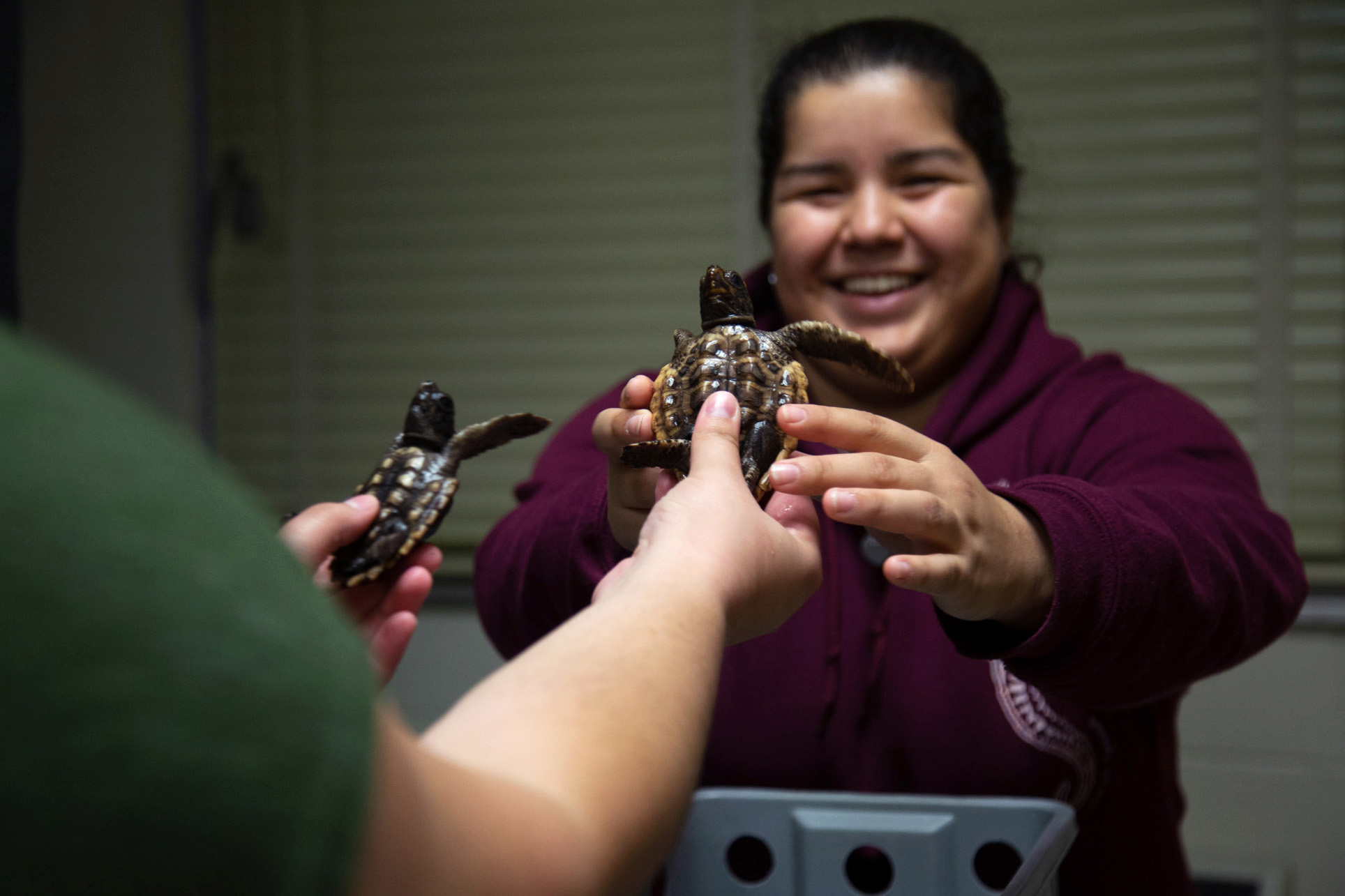  As Boyce and Manzonelli pass the turtles to one another, taking them from their boxes back to their control space, they call out each one’s name, commenting on its growth and attitude. Boyce is able to tell which sea turtle is which just by looking 