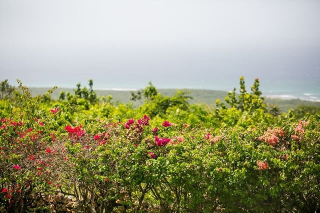The view of Duncans Bay from Villa Kelso. #weddingbackdrop