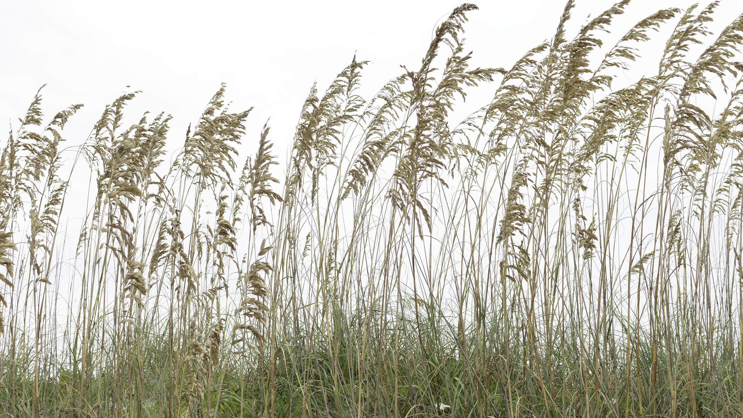 Long Grass.png