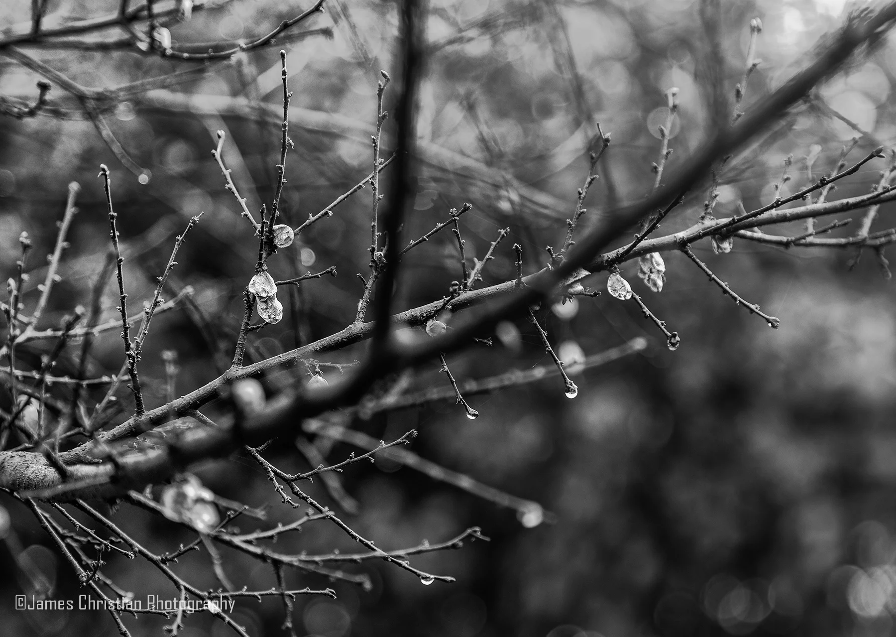 negs-2-19-19.-3 copy.jpg