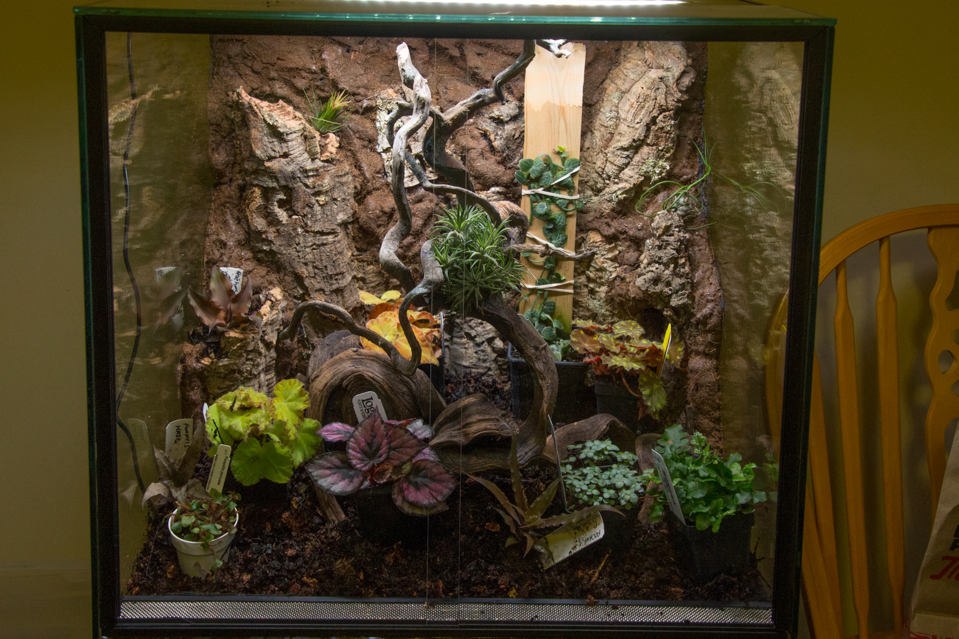 I realized I didn’t take a photo with just the ABG or even just the ABG and the Manzy in place. Hey, I was getting anxious to get going! This is as close as I could get. The substrate meets the front vent height-wise in front, then slopes up to be about an inch deeper in back. At this point, I hd just thrown all the (still) potted plants into the tank to get an idea how things might look!