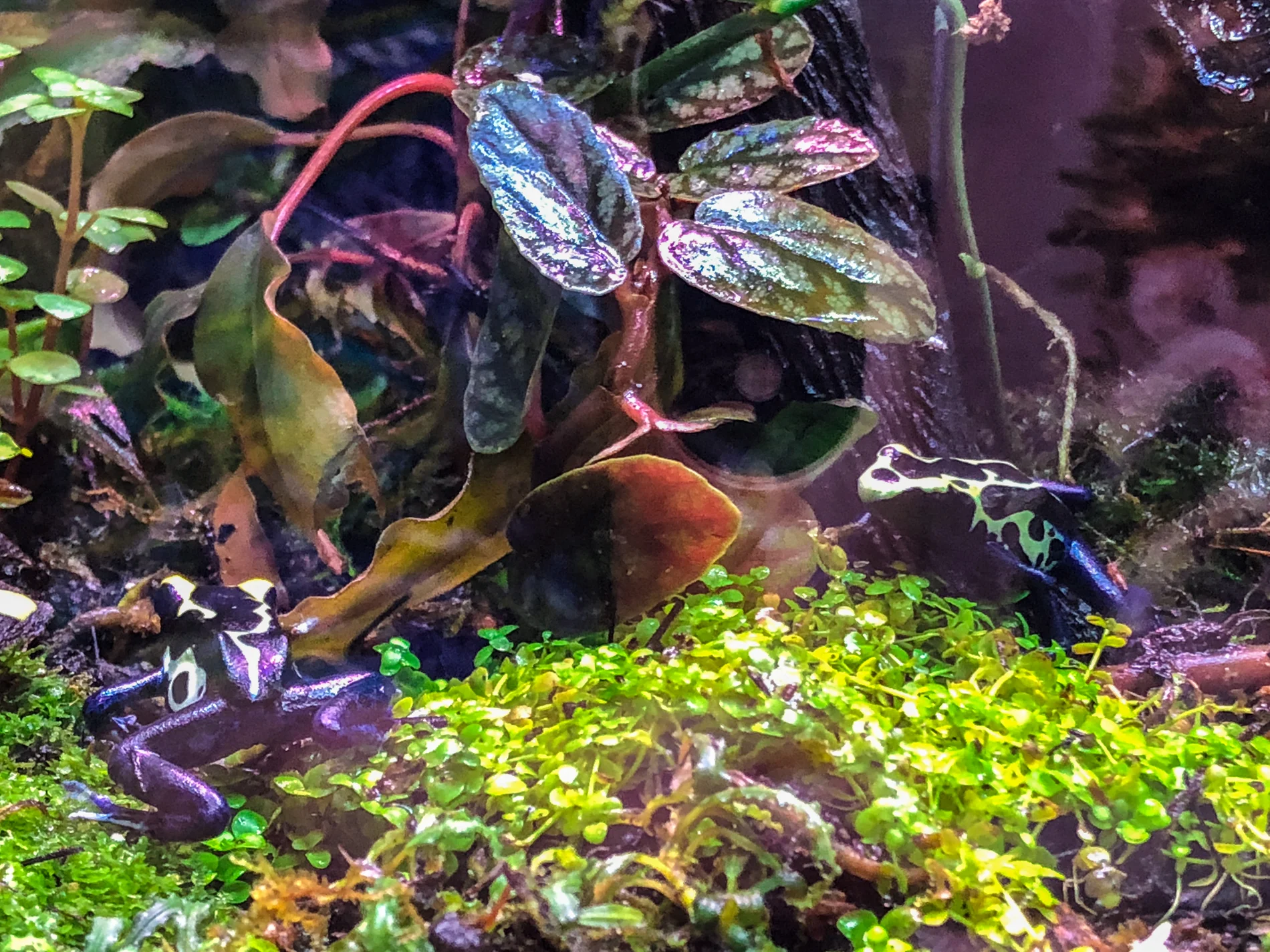 Micranthemum tweedeii at the bottom of the vivarium in quite low light, and growing just fine.