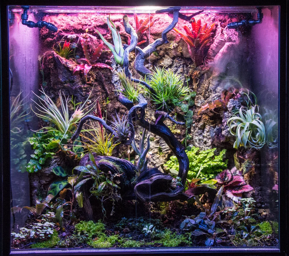 TÌM HIỂU VỀ TERRARIUM, PALUDARIUM, VIVARIUM,CÓ PHẢI LÀ MỘT?