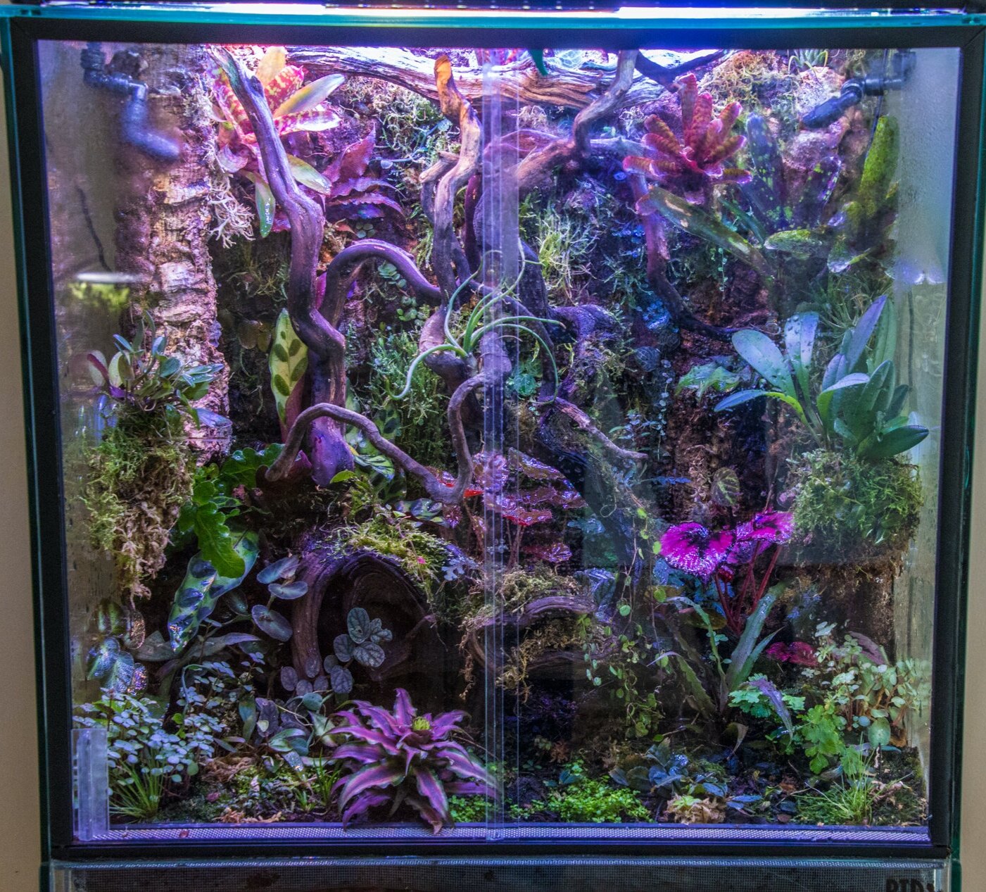 2019+06+07+Vivarium+%28124+of+25%29.jpg