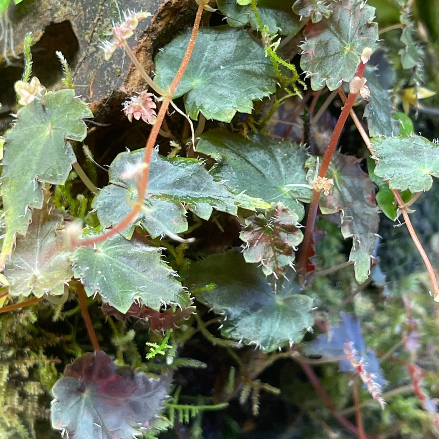 Plants — Glass Jungles