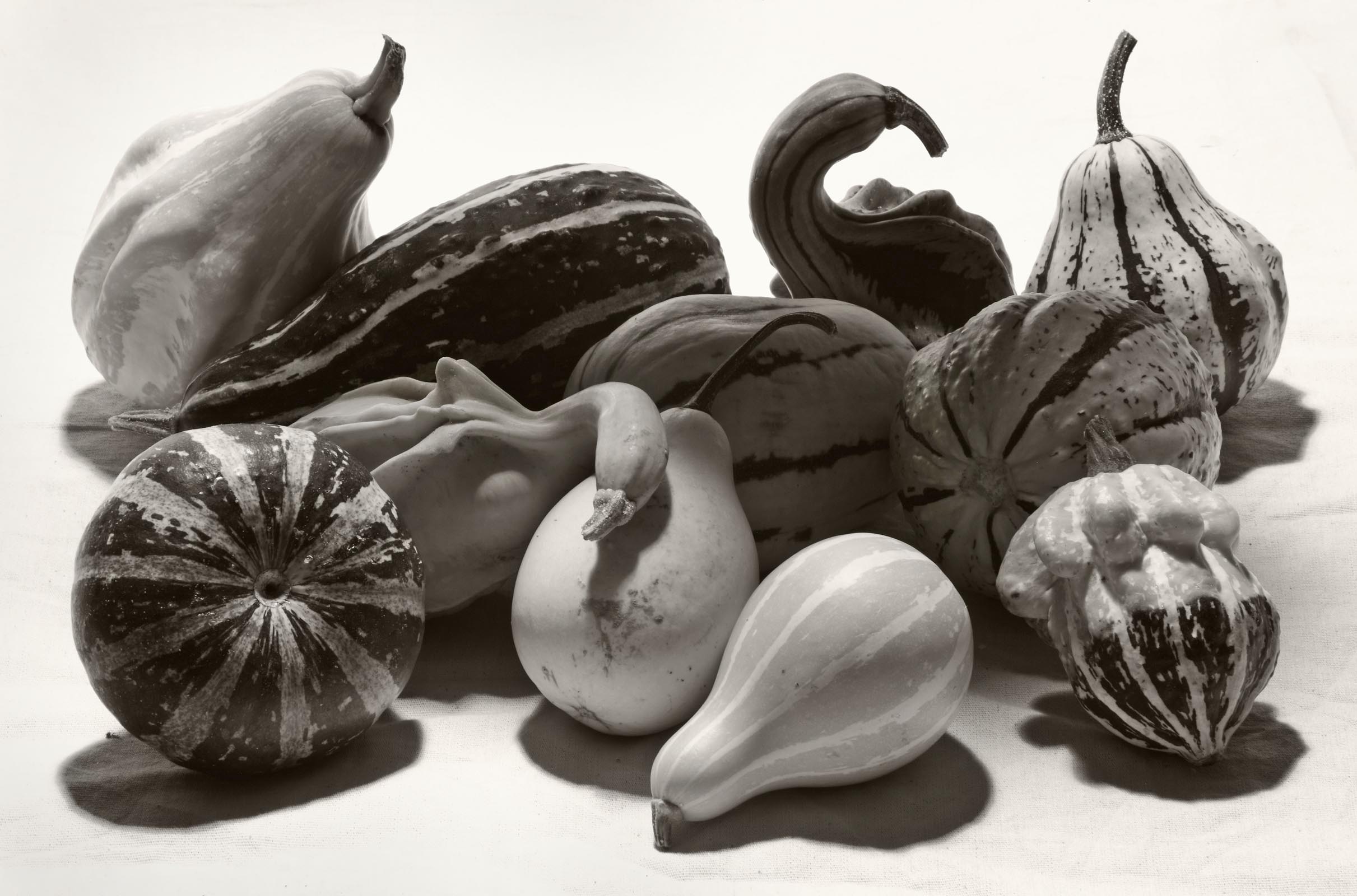 Squash2 copy.jpg