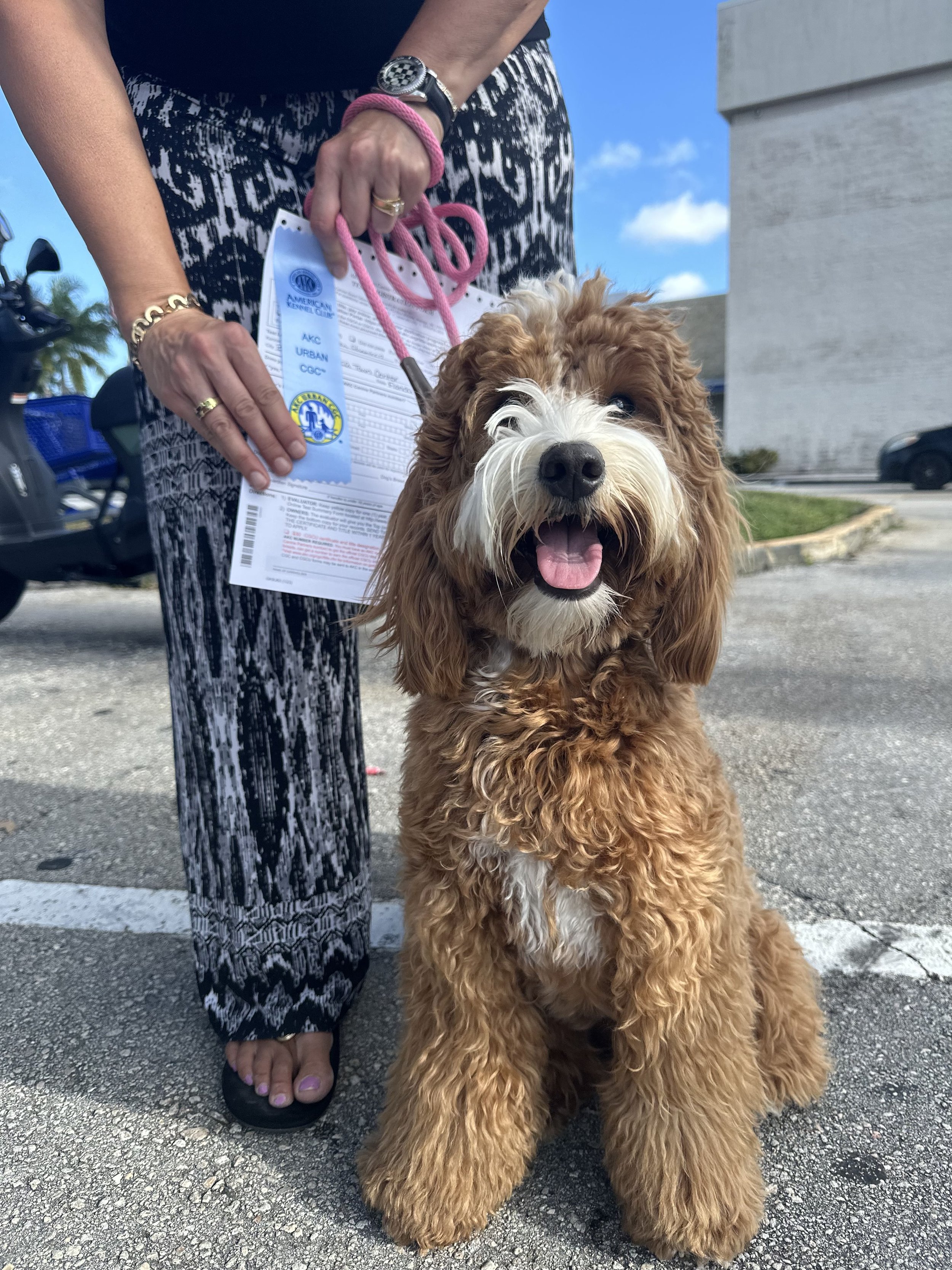 Complete_Canine_Training_Boca_Raton_Dog_Training_AKC_Urban_CGC.jpg